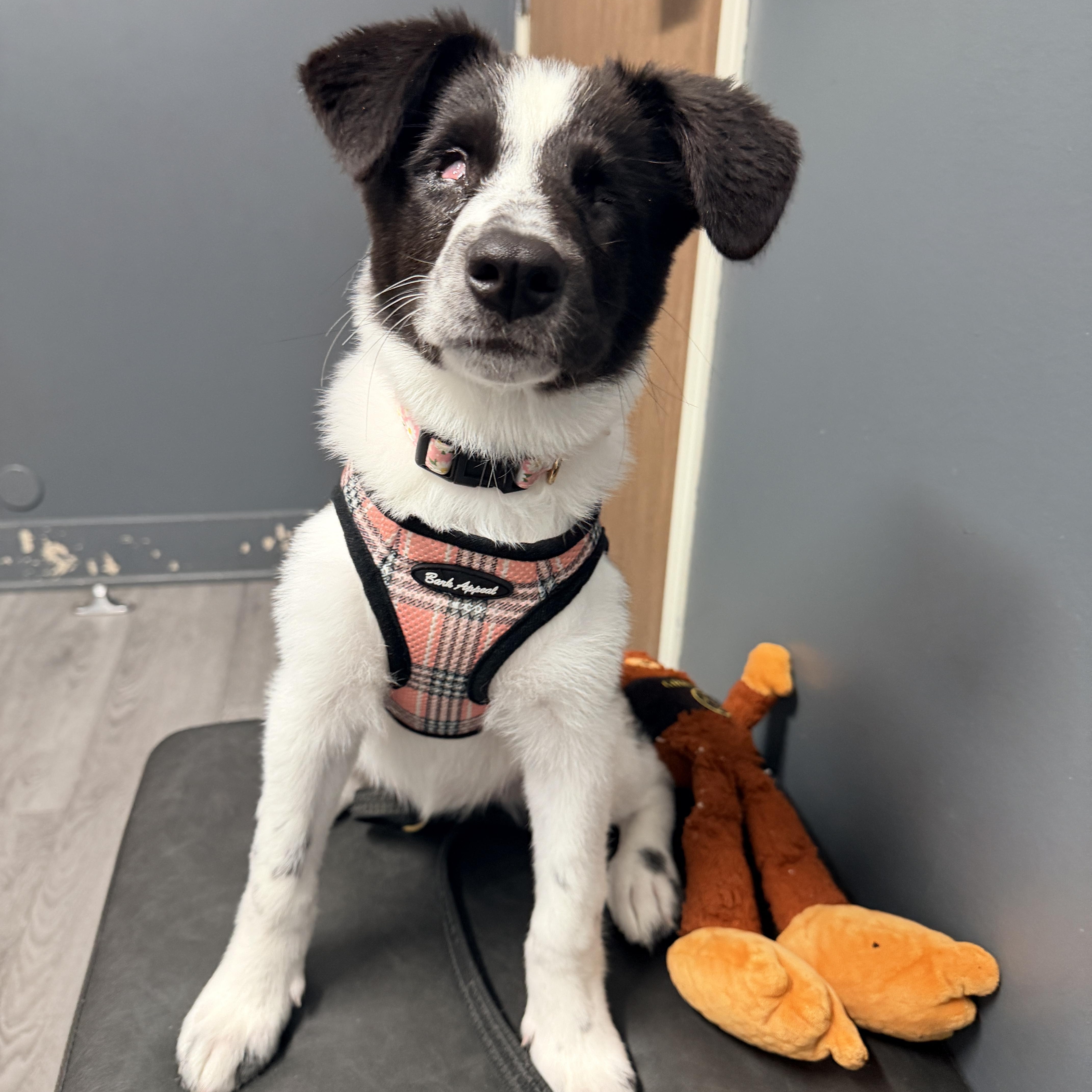 Enlarge Willow, a Adoptable mixed breed in Corona Del Mar, CA image 5/6