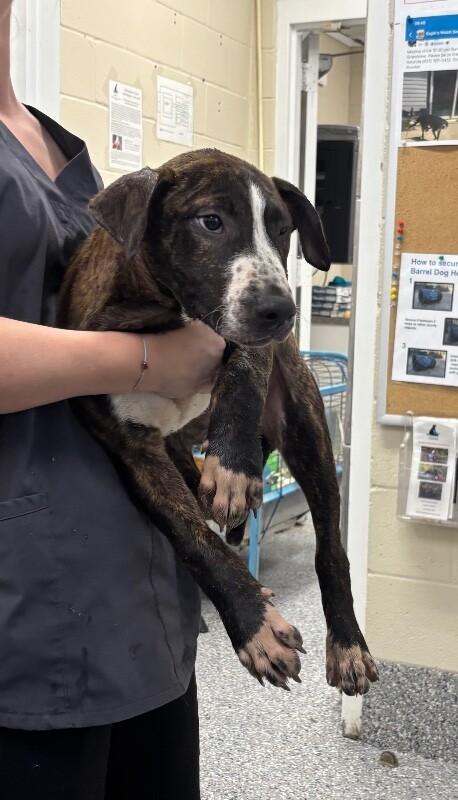 Chestnut, Adoptable, Young Male Pit Bull Terrier & Mixed Breed.