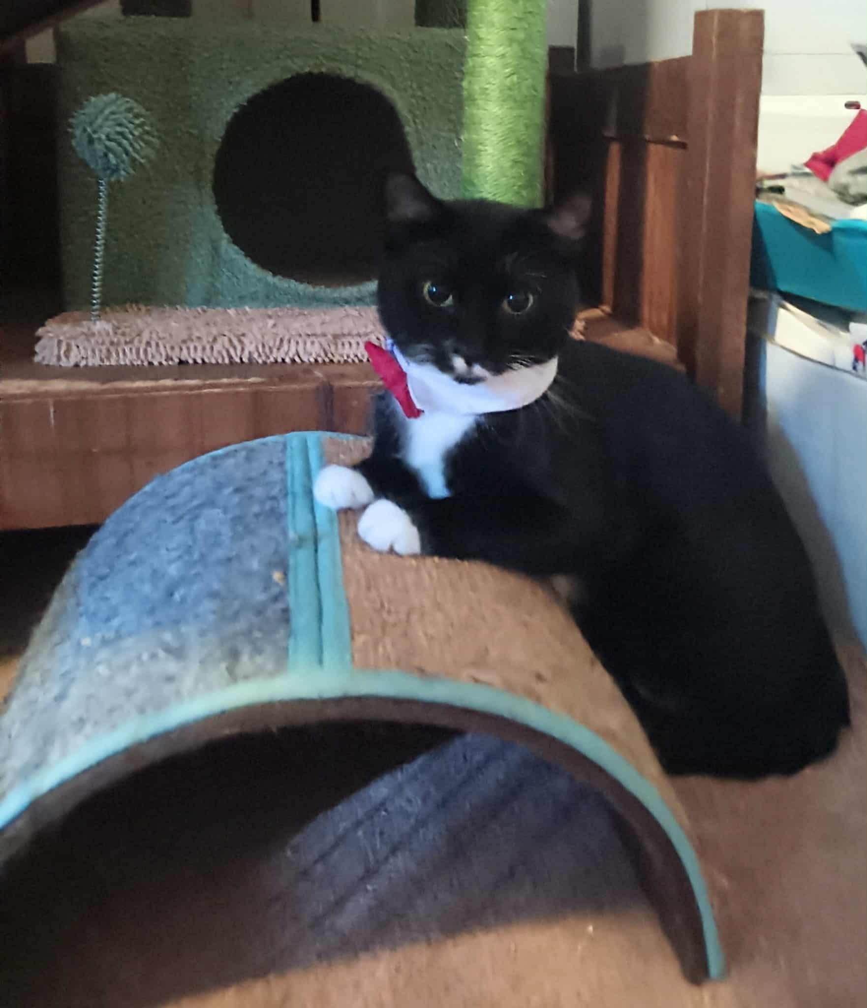 Enlarge Orlando, an adopted Domestic Short Hair in Orlando, FL image 4/5