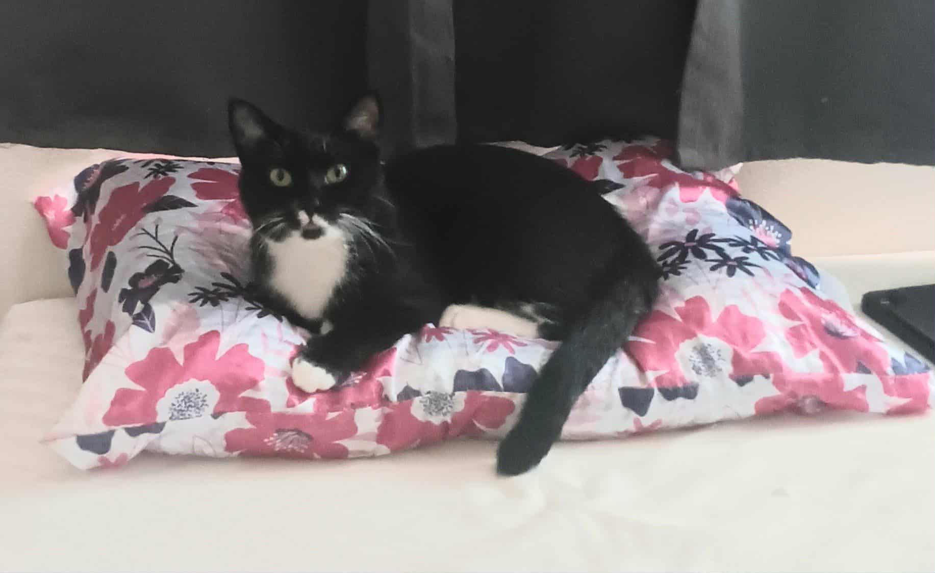 Enlarge Orlando, an adopted Domestic Short Hair in Orlando, FL image 3/5