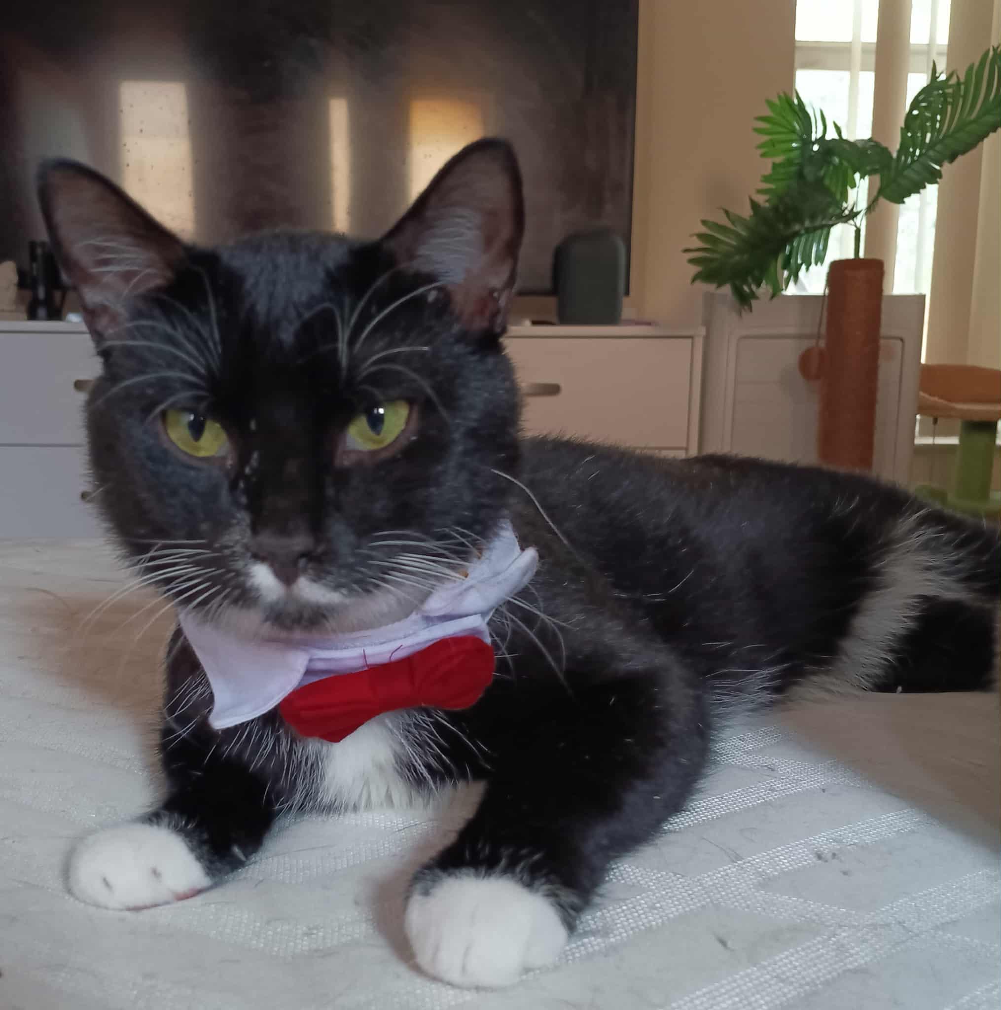 Enlarge Orlando, an adopted Domestic Short Hair in Orlando, FL image 1/5