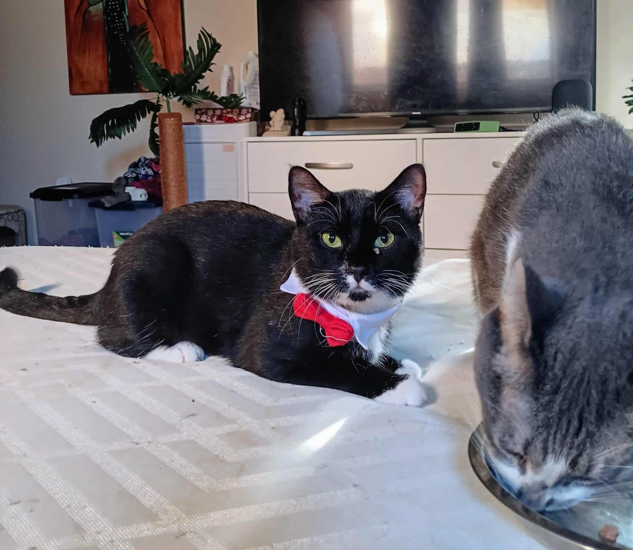 Enlarge Orlando, an adopted Domestic Short Hair in Orlando, FL image 2/5