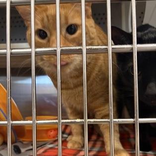 Slider (Klaus), Adoptable, Adult Male Domestic Short Hair & Mixed Breed.