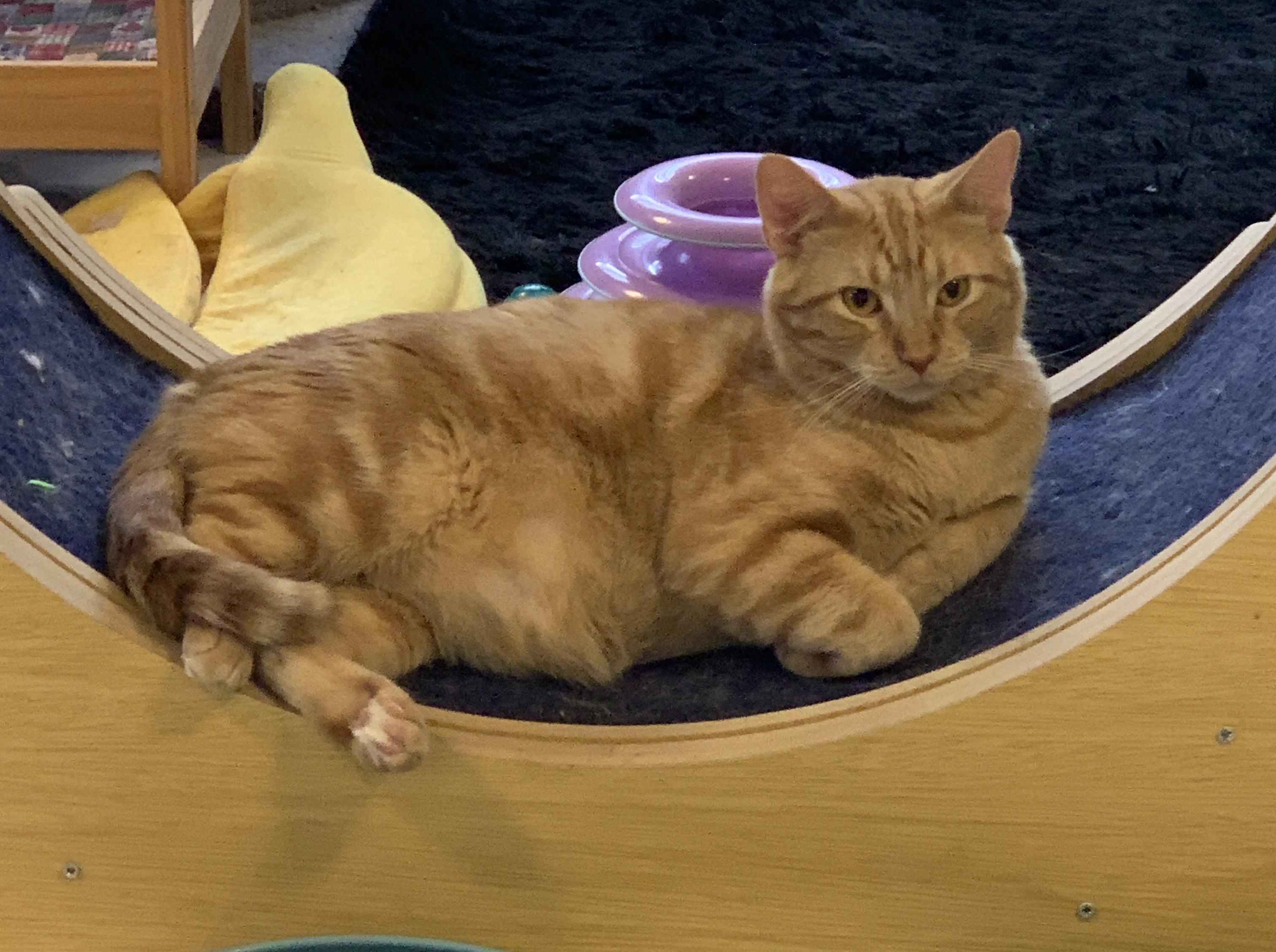 Enlarge Sebastian, a Adoptable Domestic Short Hair in Saint Charles, MO image 2/2