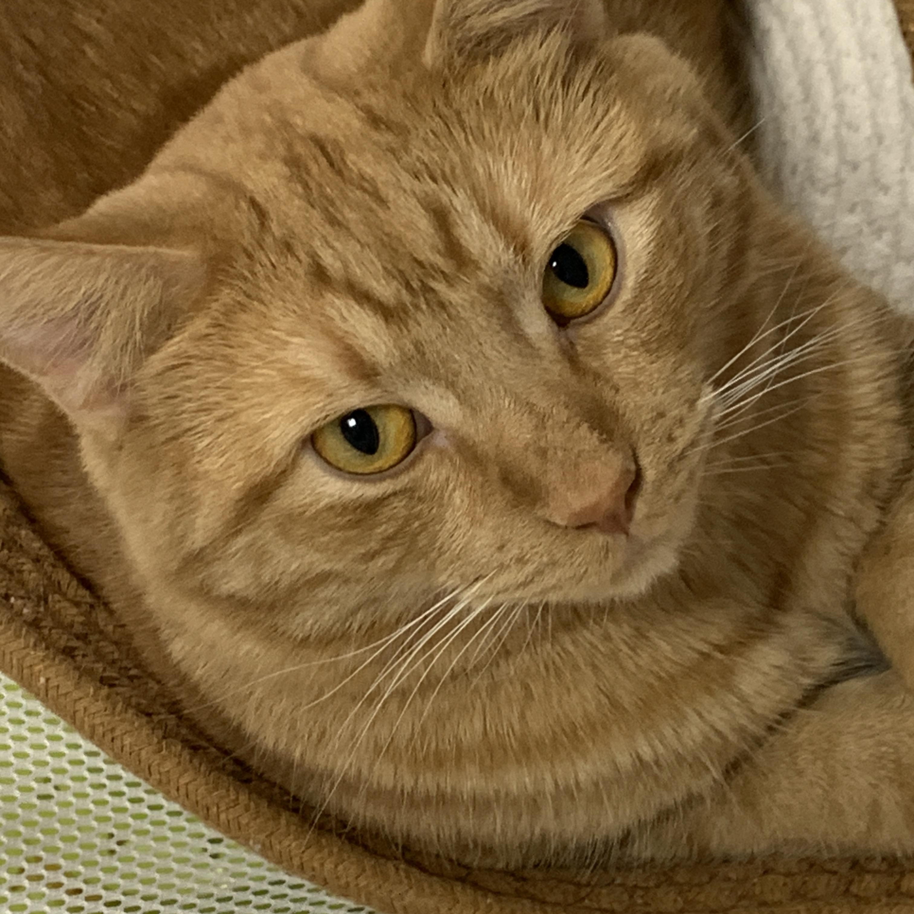 Sebastian, Adoptable, Adult Male Domestic Short Hair.