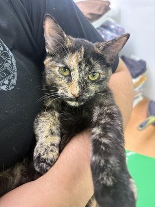 Enlarge Scalene, a Adopted Domestic Short Hair in Blue Springs, MO image 1/1