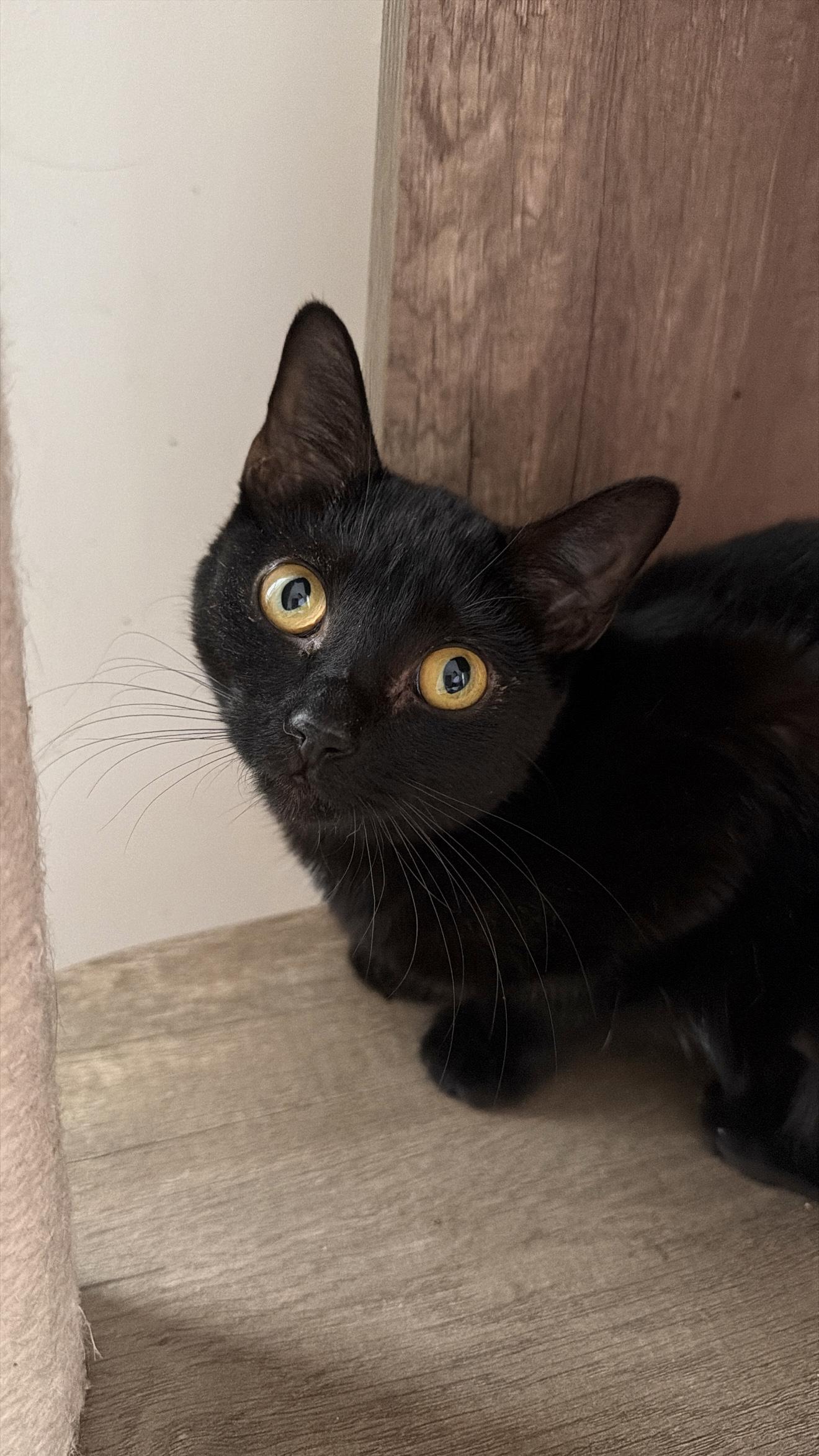 Enlarge POSIE, an adopted Domestic Short Hair in New York, NY image 2/2