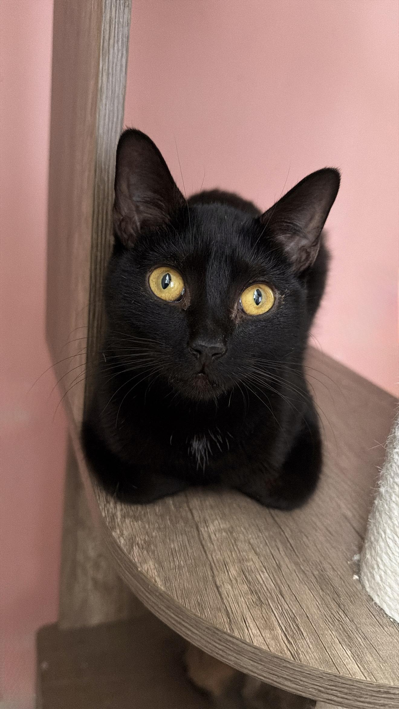 POSIE, adopted, Young Female Domestic Short Hair.