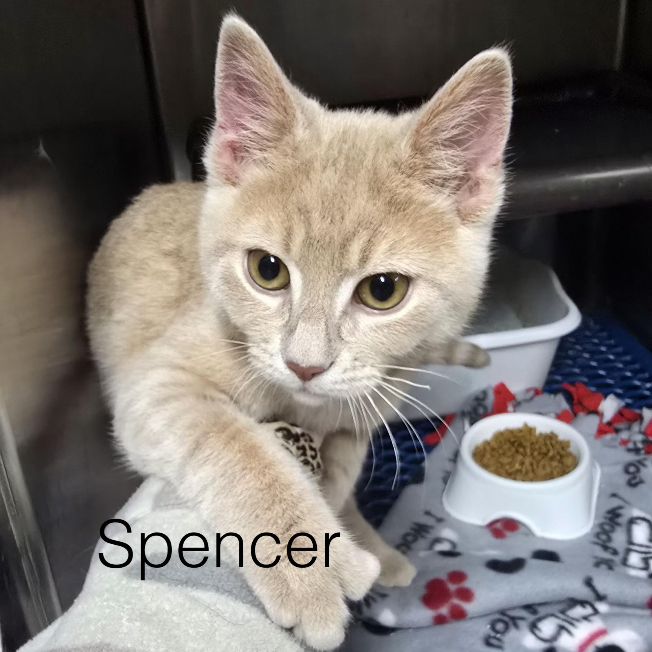 Spencer, adopted, Kitten Male Domestic Short Hair.