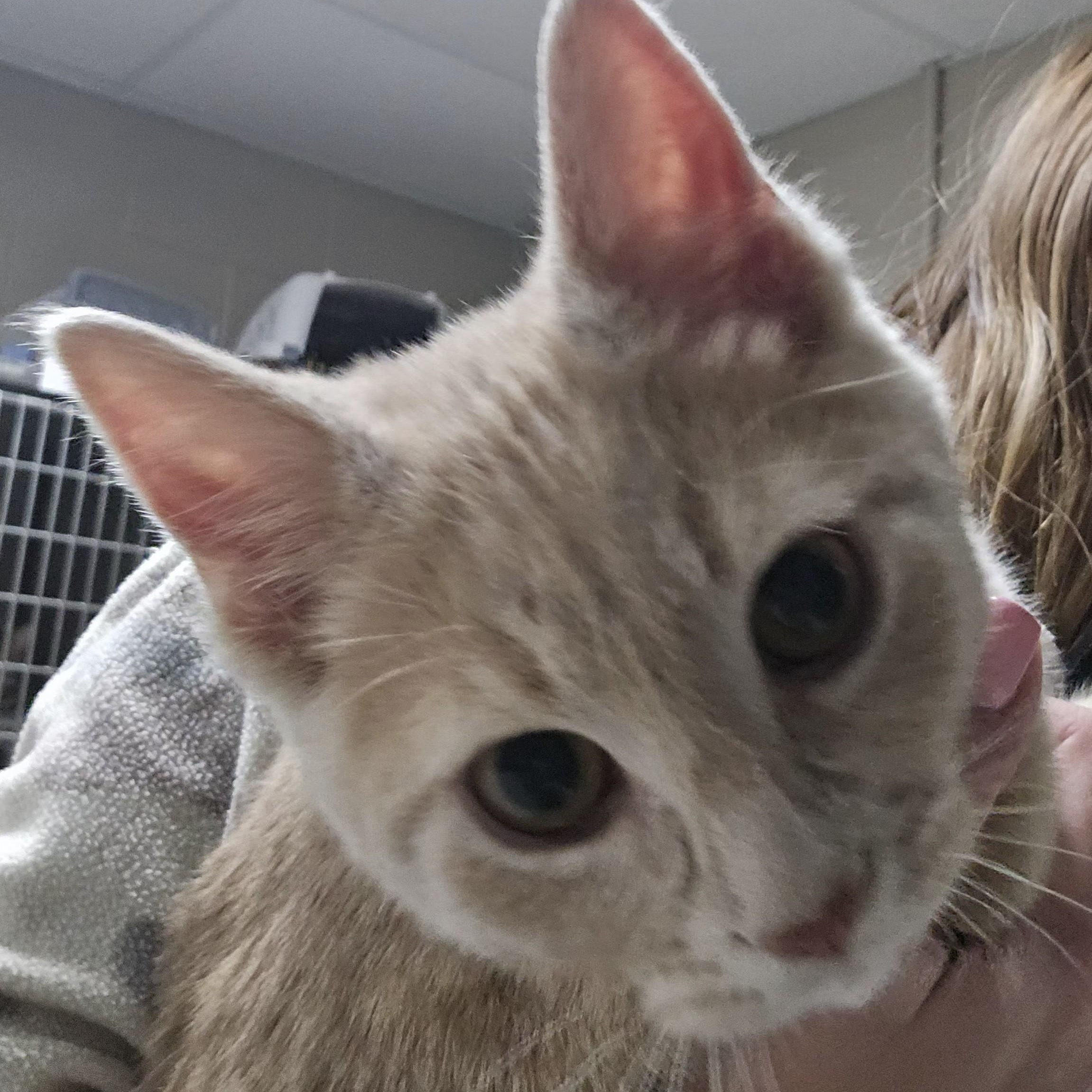 Enlarge Spencer, an adopted Domestic Short Hair in Wilmington, OH image 3/3