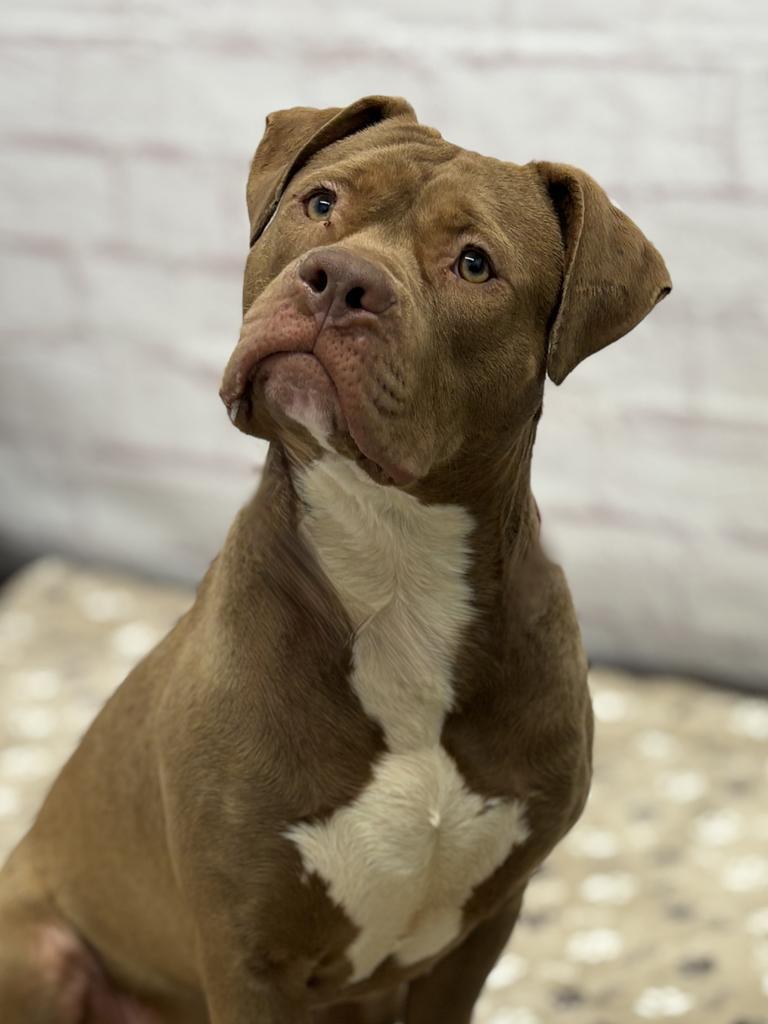 Sphynx, Adoptable, Adult Female Mixed Breed.