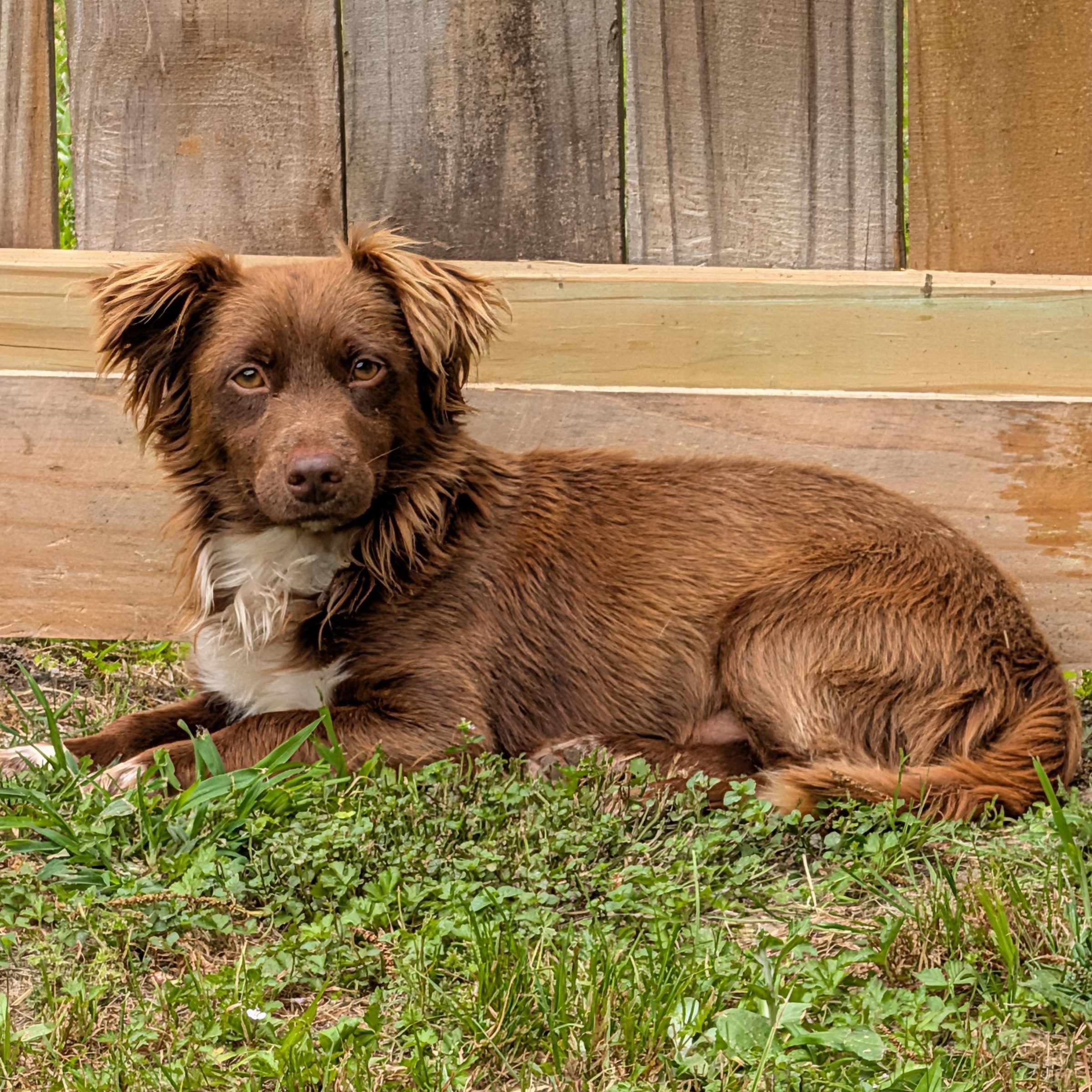 Enlarge Robby, a Adoptable mixed breed in Baton Rouge, LA image 2/2