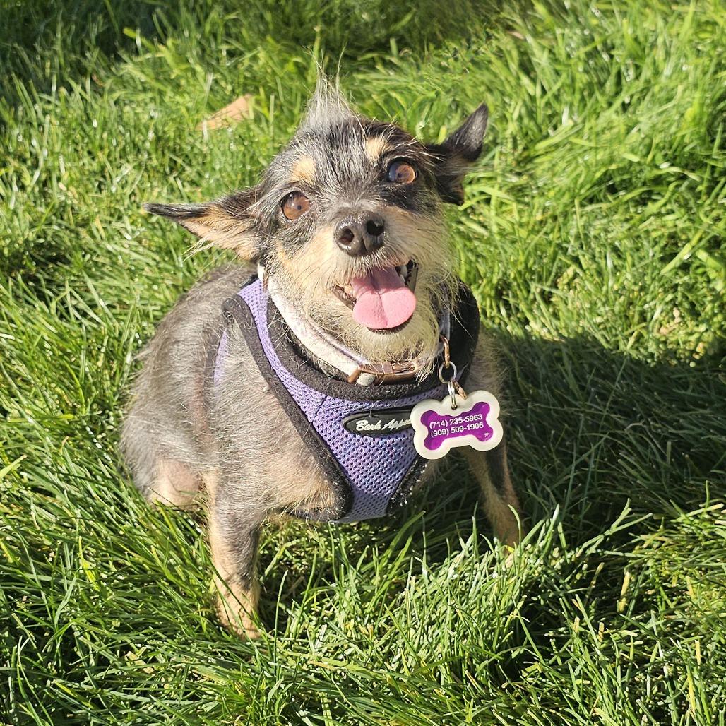 Freda, a Adoptable Terrier in Apple Valley, CA image 1/5