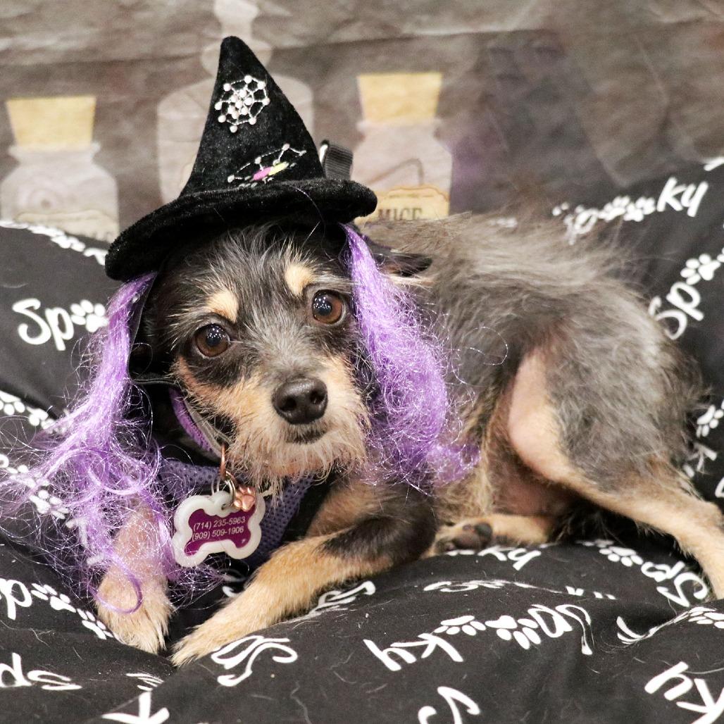 Freda, a Adoptable Terrier in Apple Valley, CA image 2/5