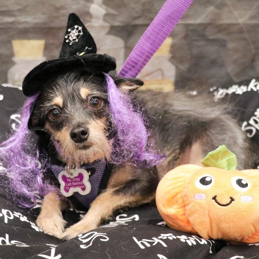Freda, a Adoptable Terrier in Apple Valley, CA image 3/5