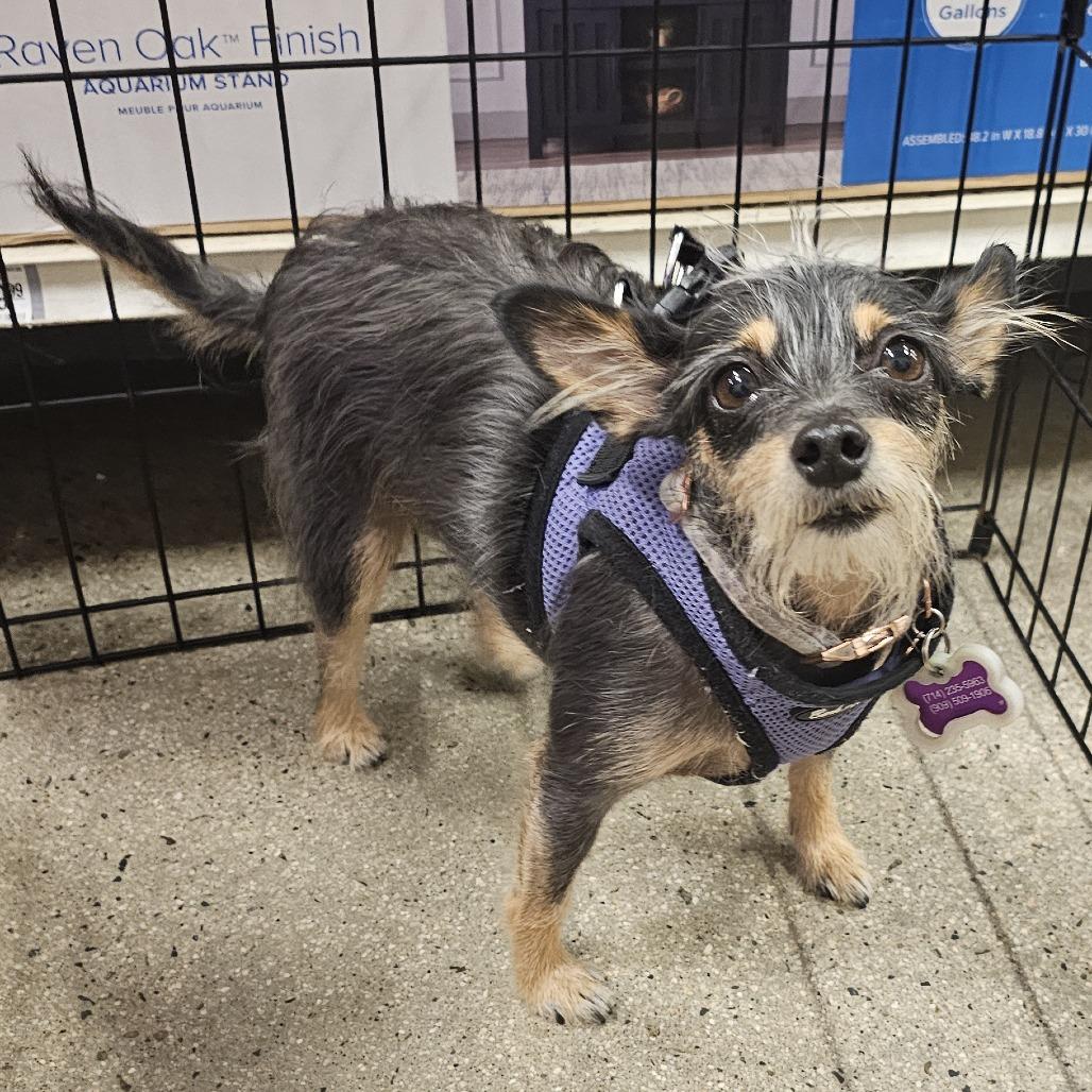Freda, a Adoptable Terrier in Apple Valley, CA image 4/6