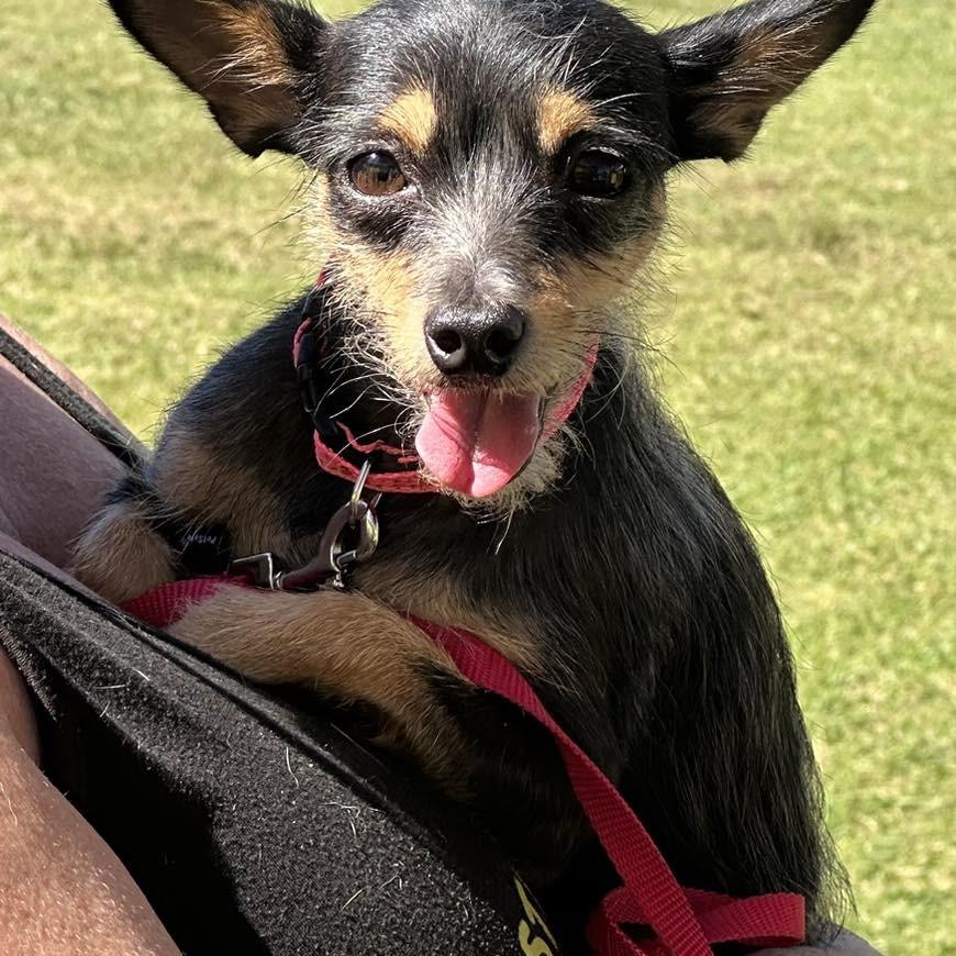 Freda, a Adoptable Terrier in Apple Valley, CA image 4/5