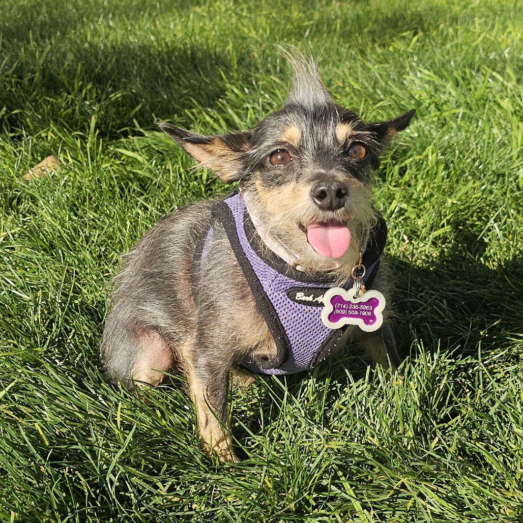 Freda, a Adoptable Terrier in Apple Valley, CA image 5/5