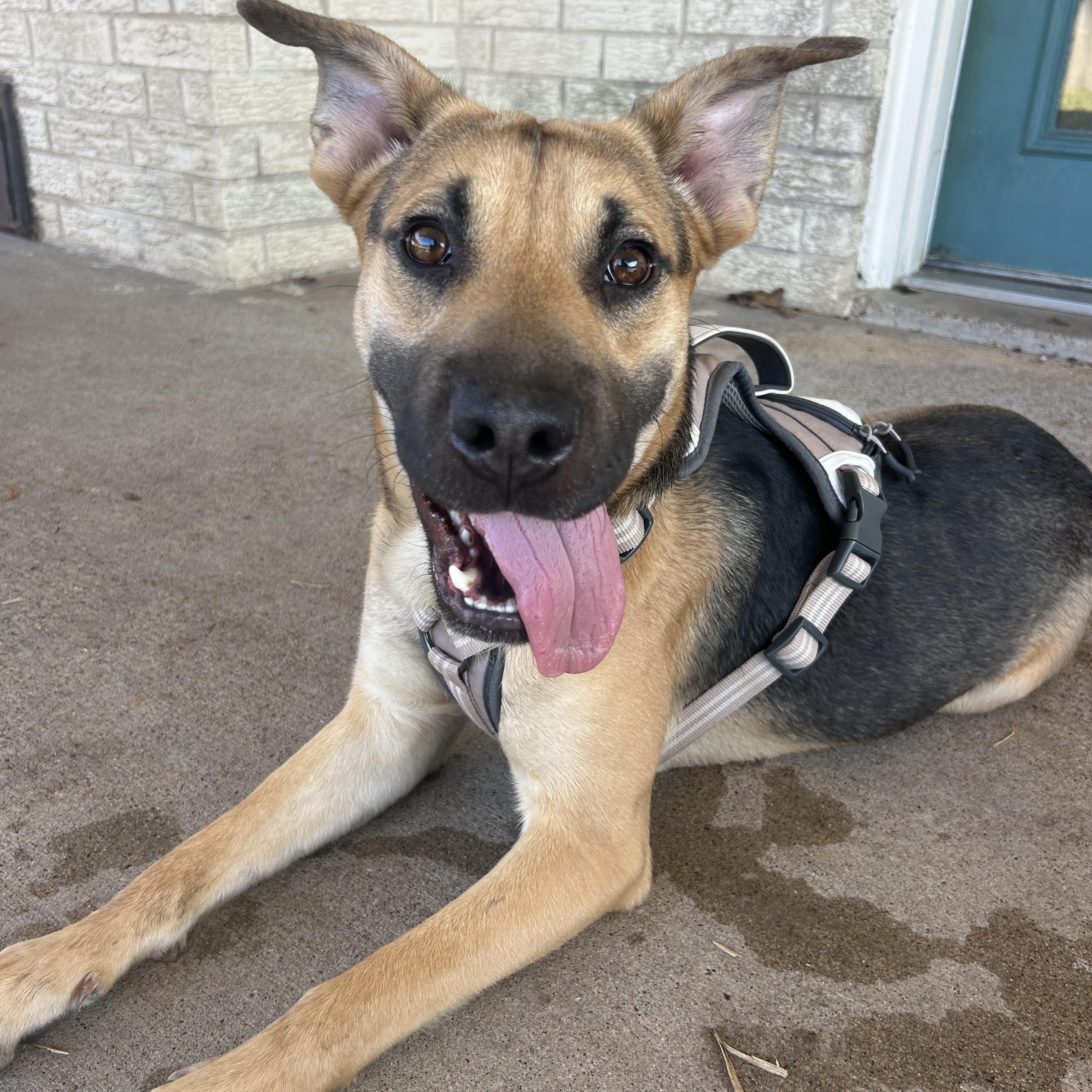 Enlarge Hammy, an adoptable mixed breed in Bryan, TX image 1/3
