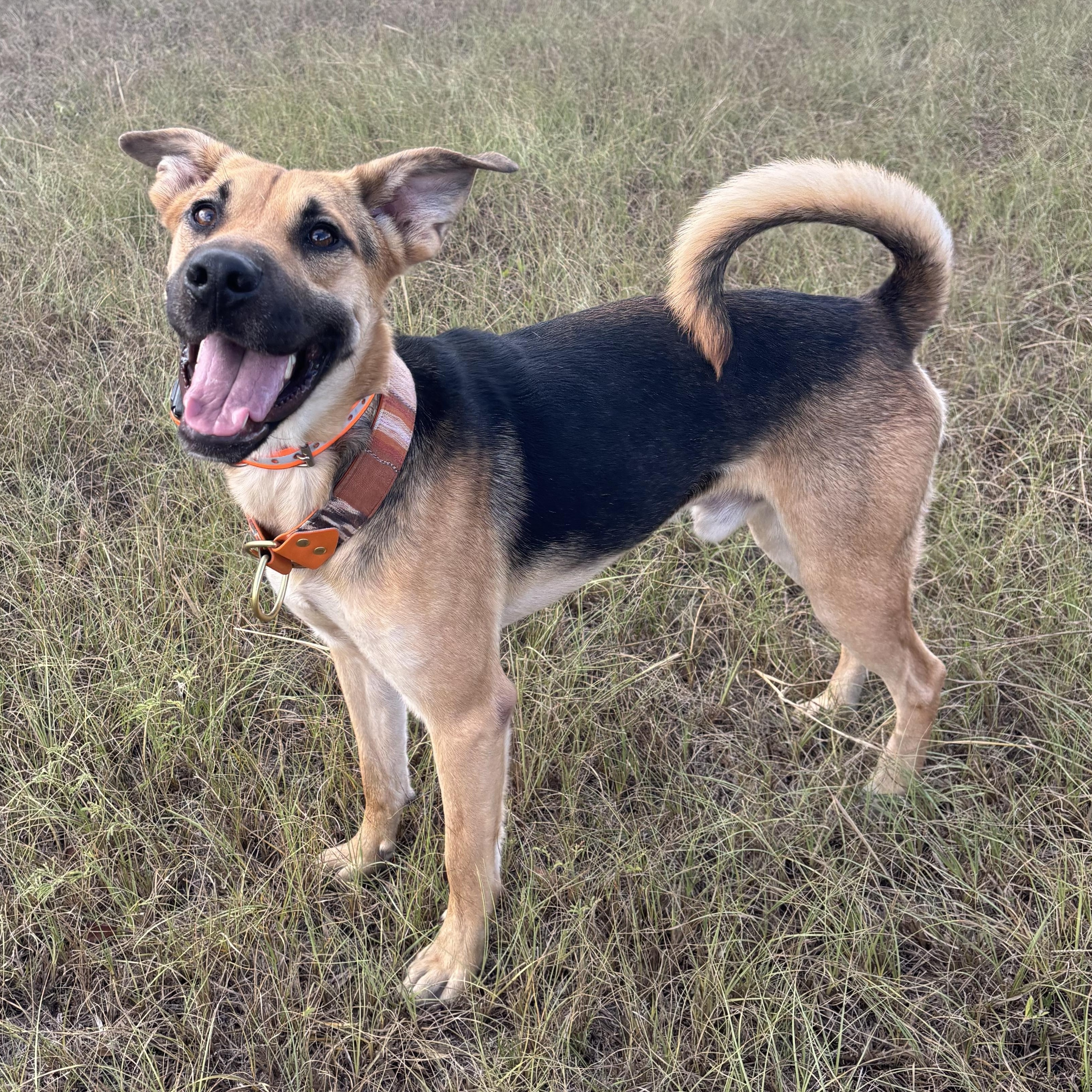 Hammy, Adoptable, Young Male German Shepherd Dog.