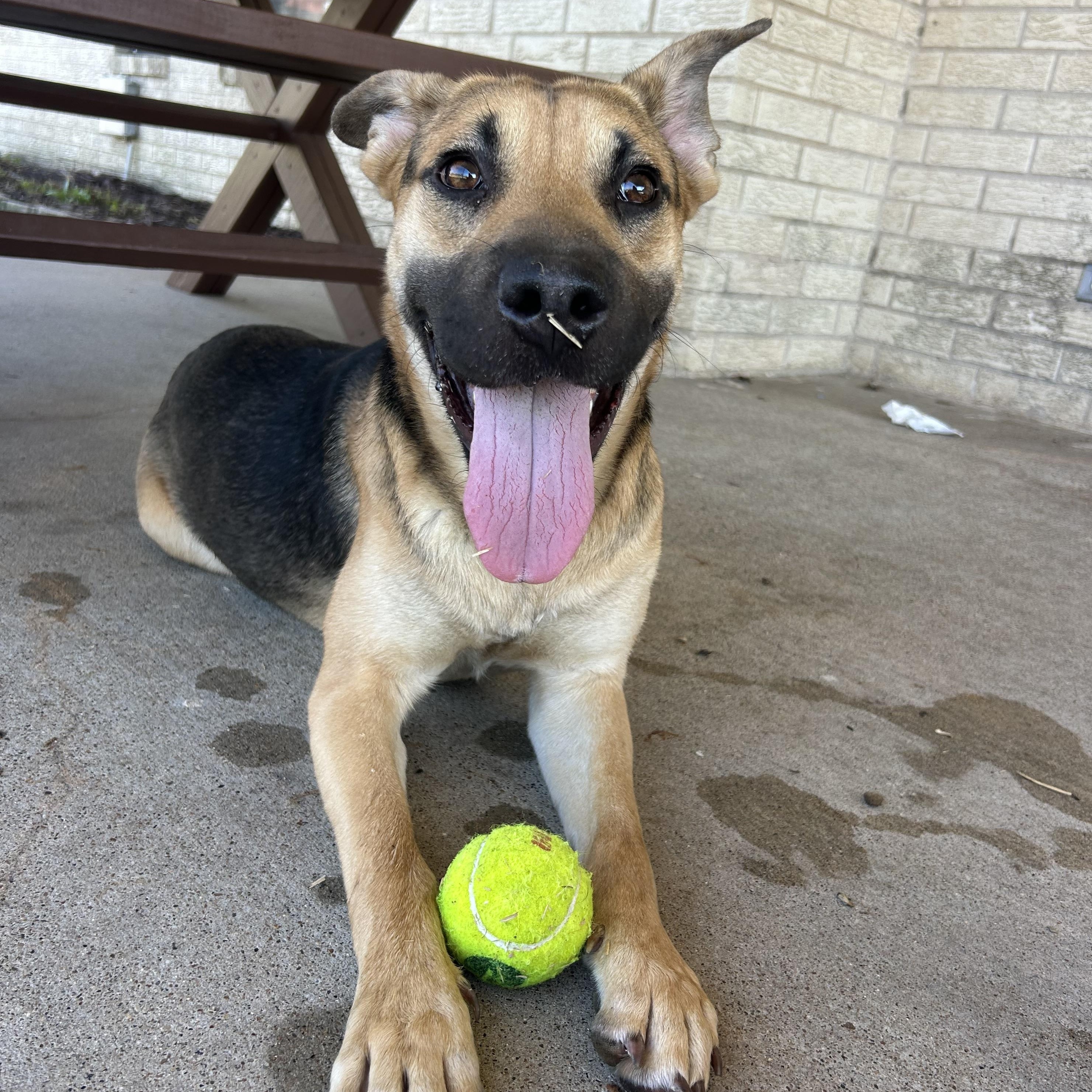 Enlarge Hammy, an adoptable mixed breed in Bryan, TX image 2/3