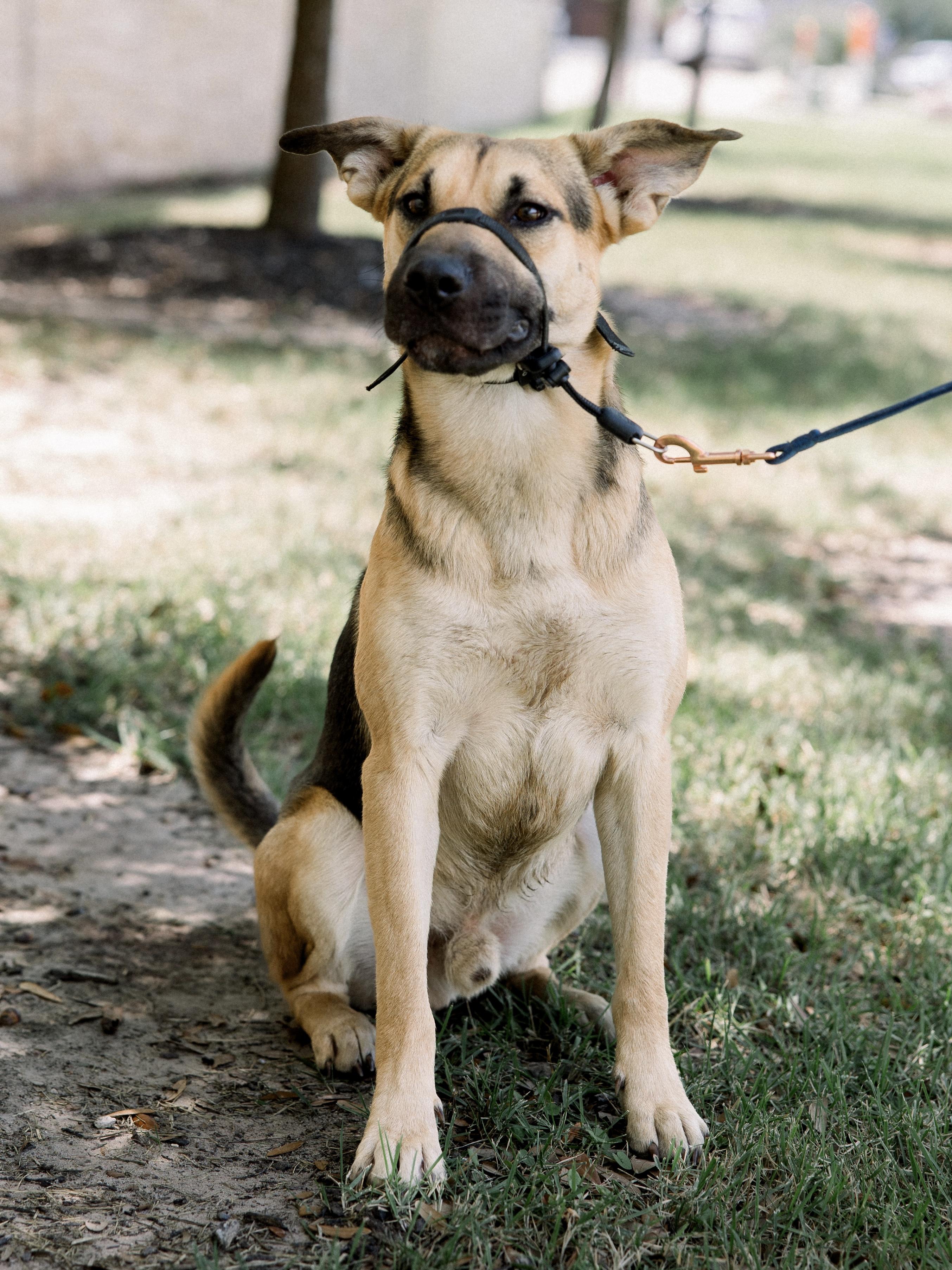 Enlarge Hammy, an adoptable mixed breed in Bryan, TX image 6/6