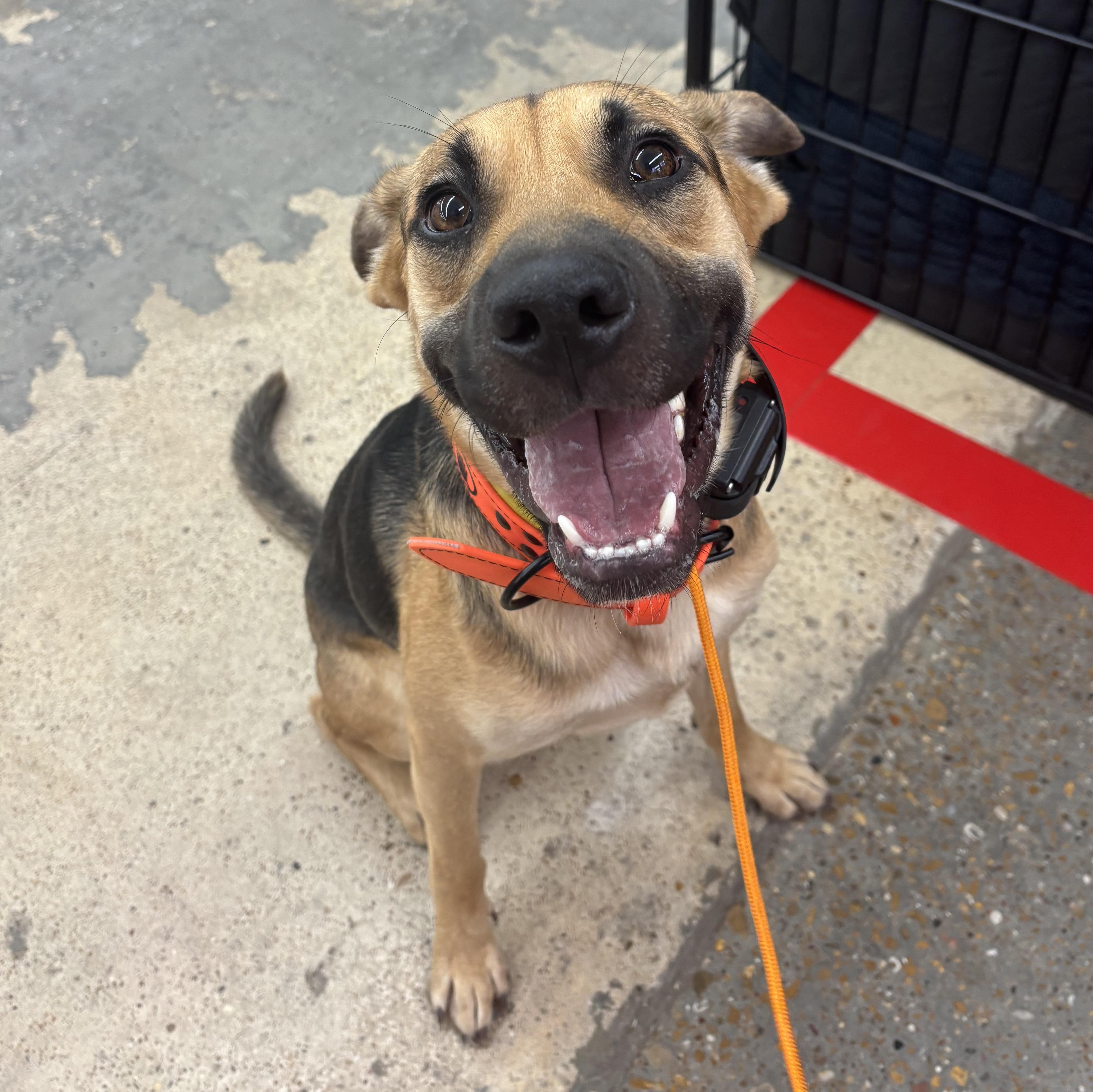 Hammy, adoptable, Young Male German Shepherd Dog.