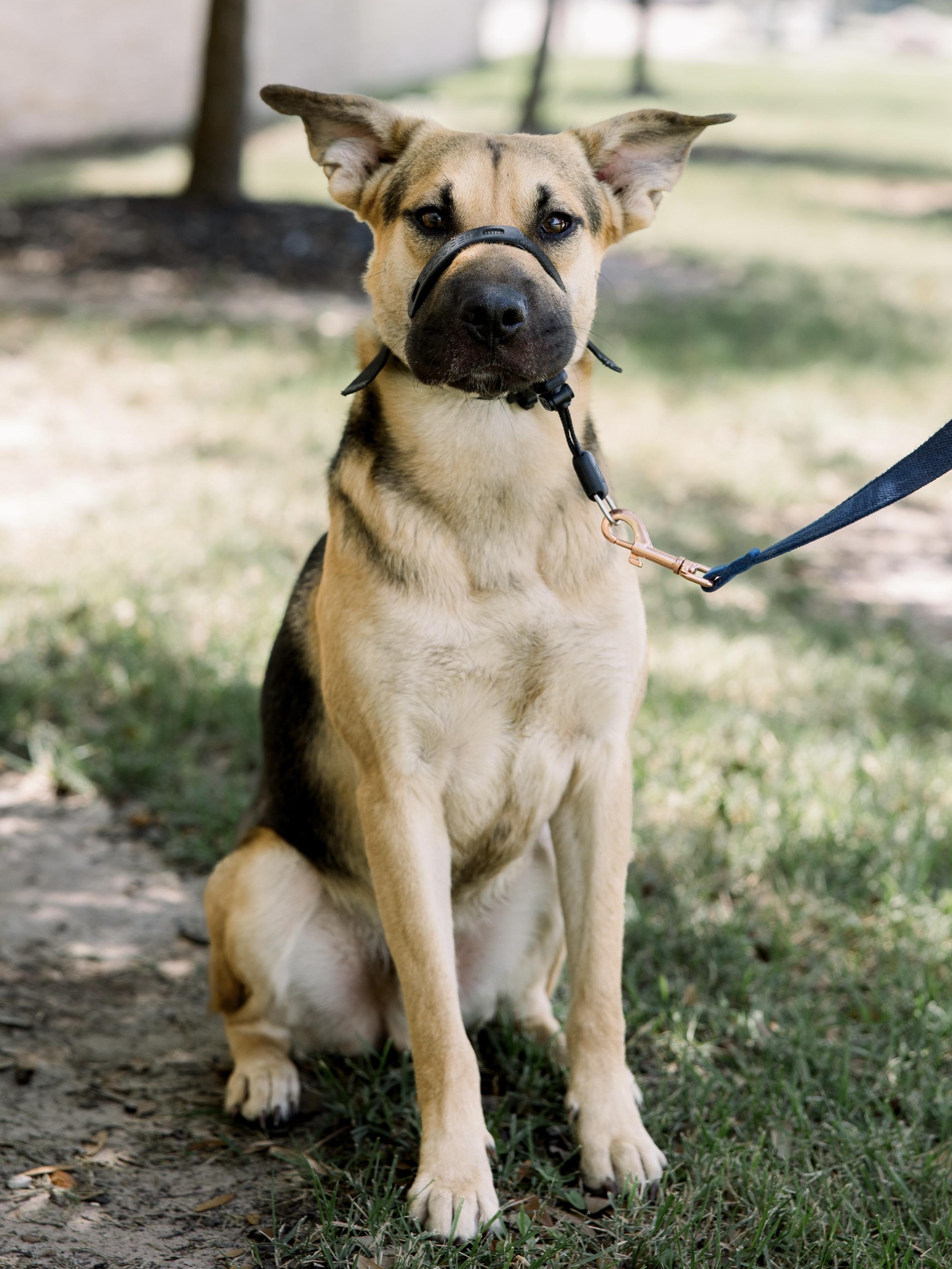 Enlarge Hammy, an adoptable mixed breed in Bryan, TX image 2/6