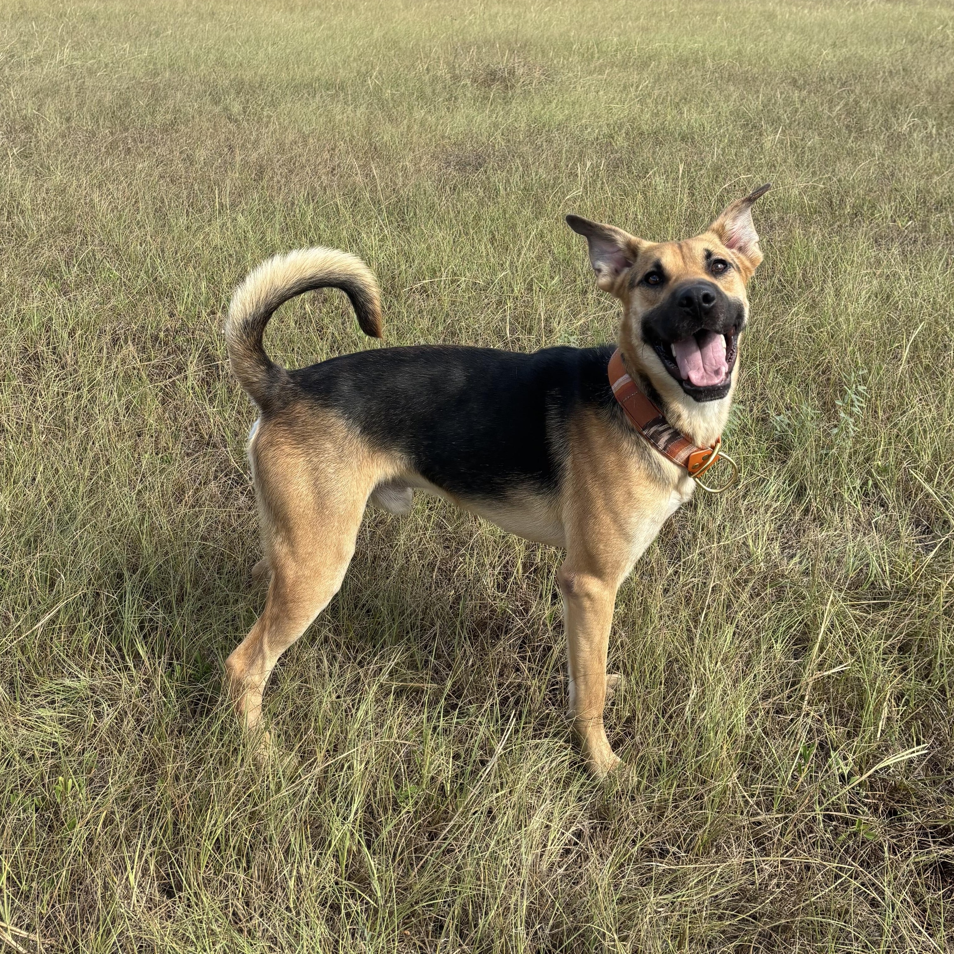Enlarge Hammy, a Adoptable mixed breed in Bryan, TX image 4/6