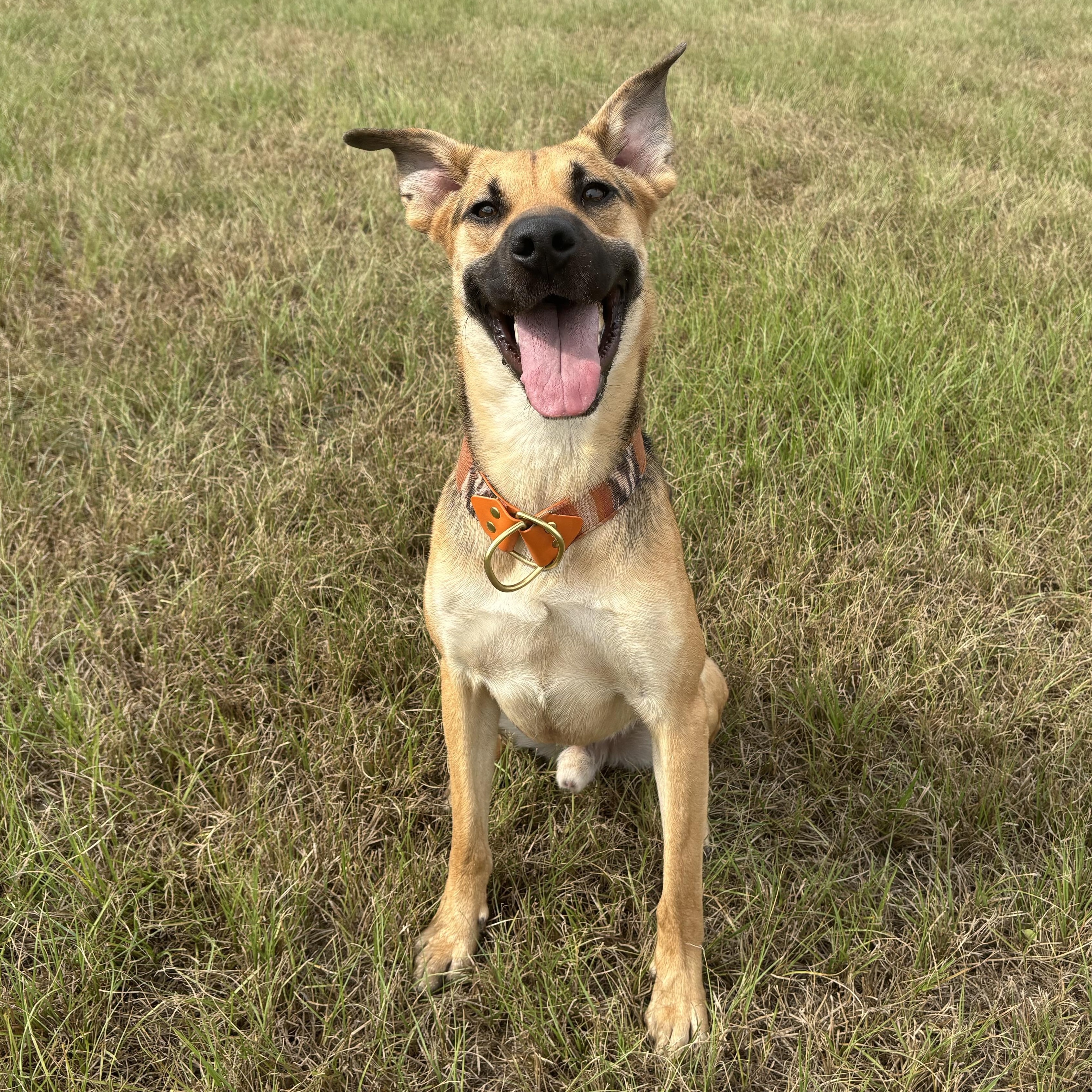 Enlarge Hammy, a Adoptable mixed breed in Bryan, TX image 6/6