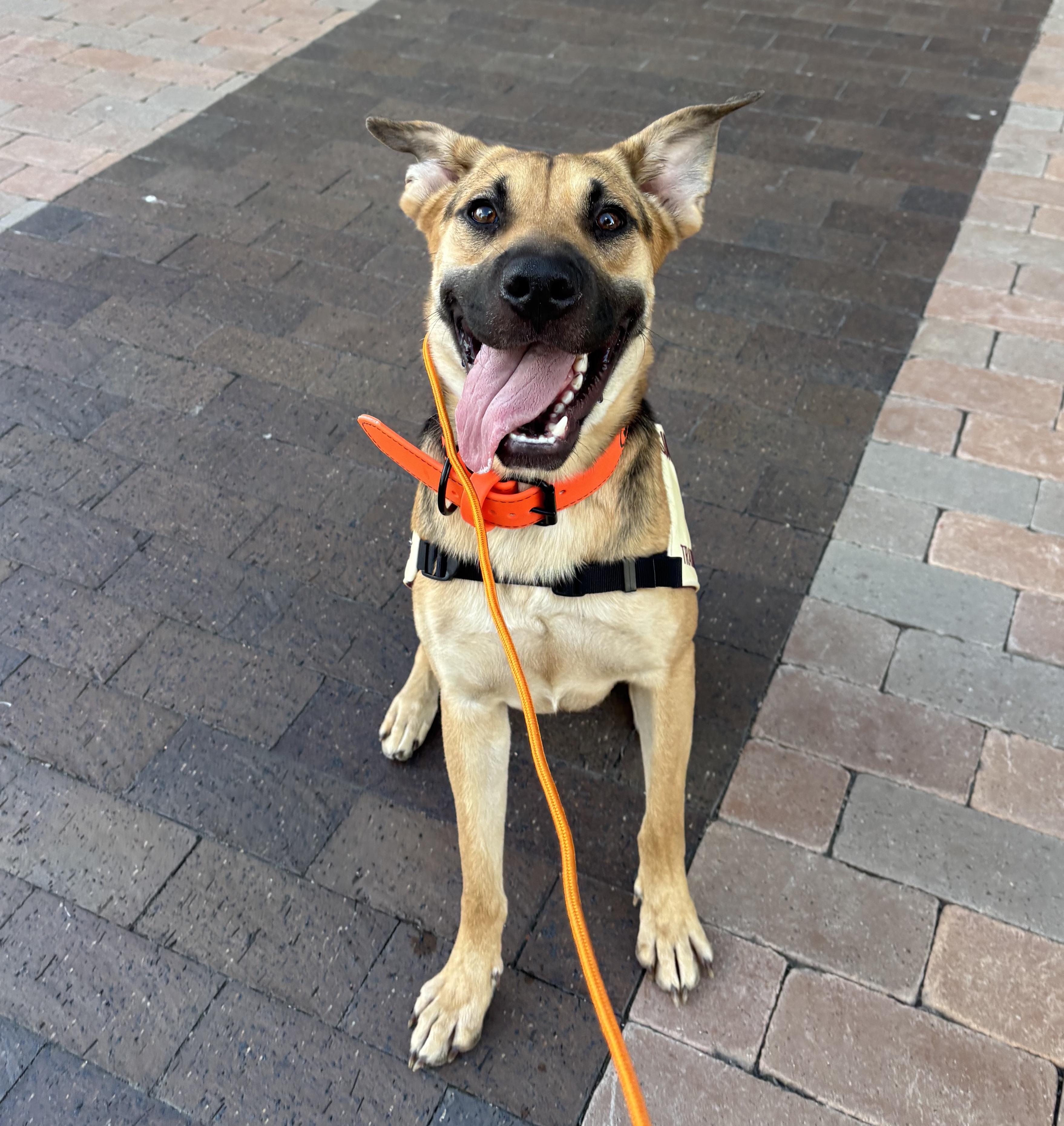 Hammy, an adoptable mixed breed in Bryan, TX image 2/5