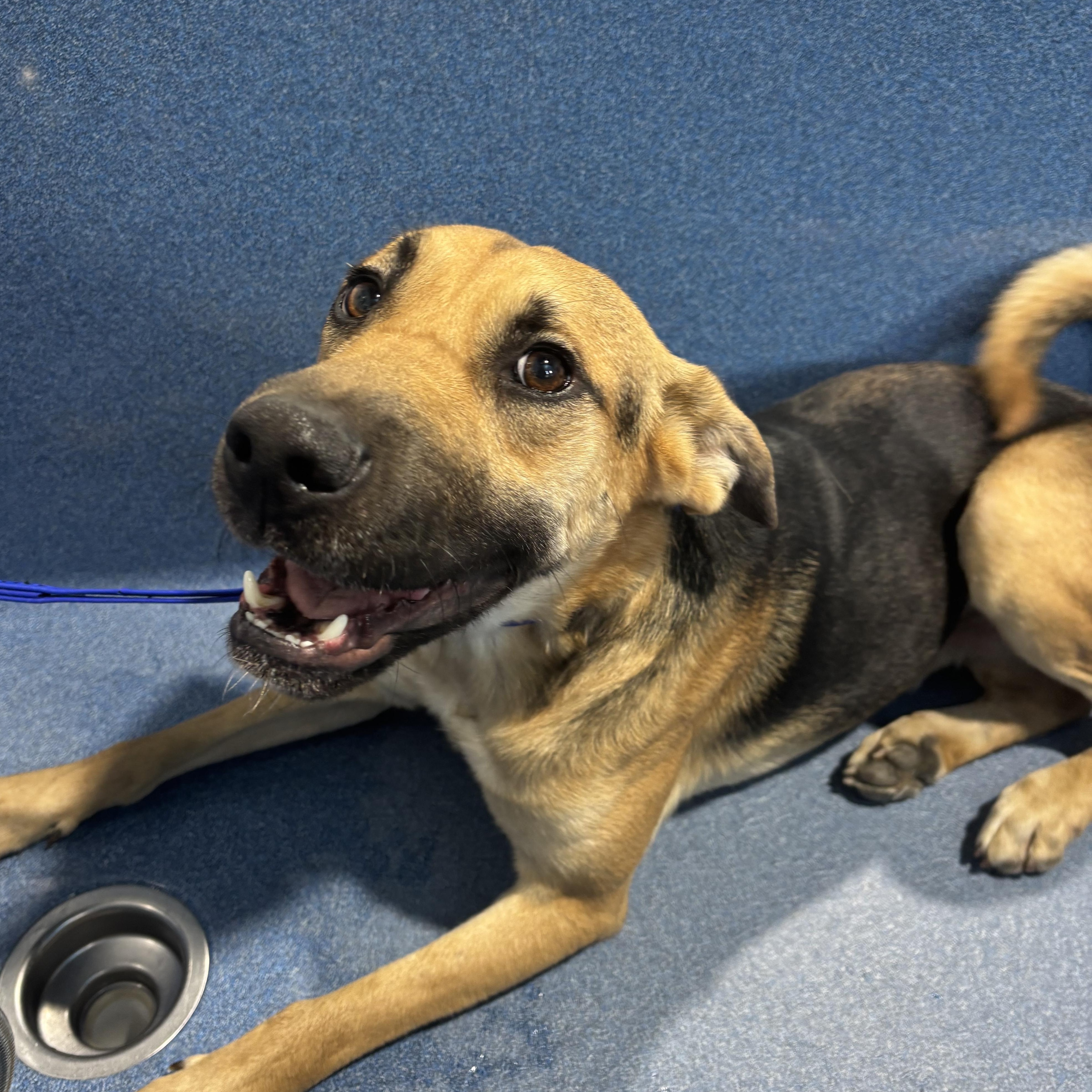 Enlarge Hammy, a Adoptable mixed breed in Bryan, TX image 2/6