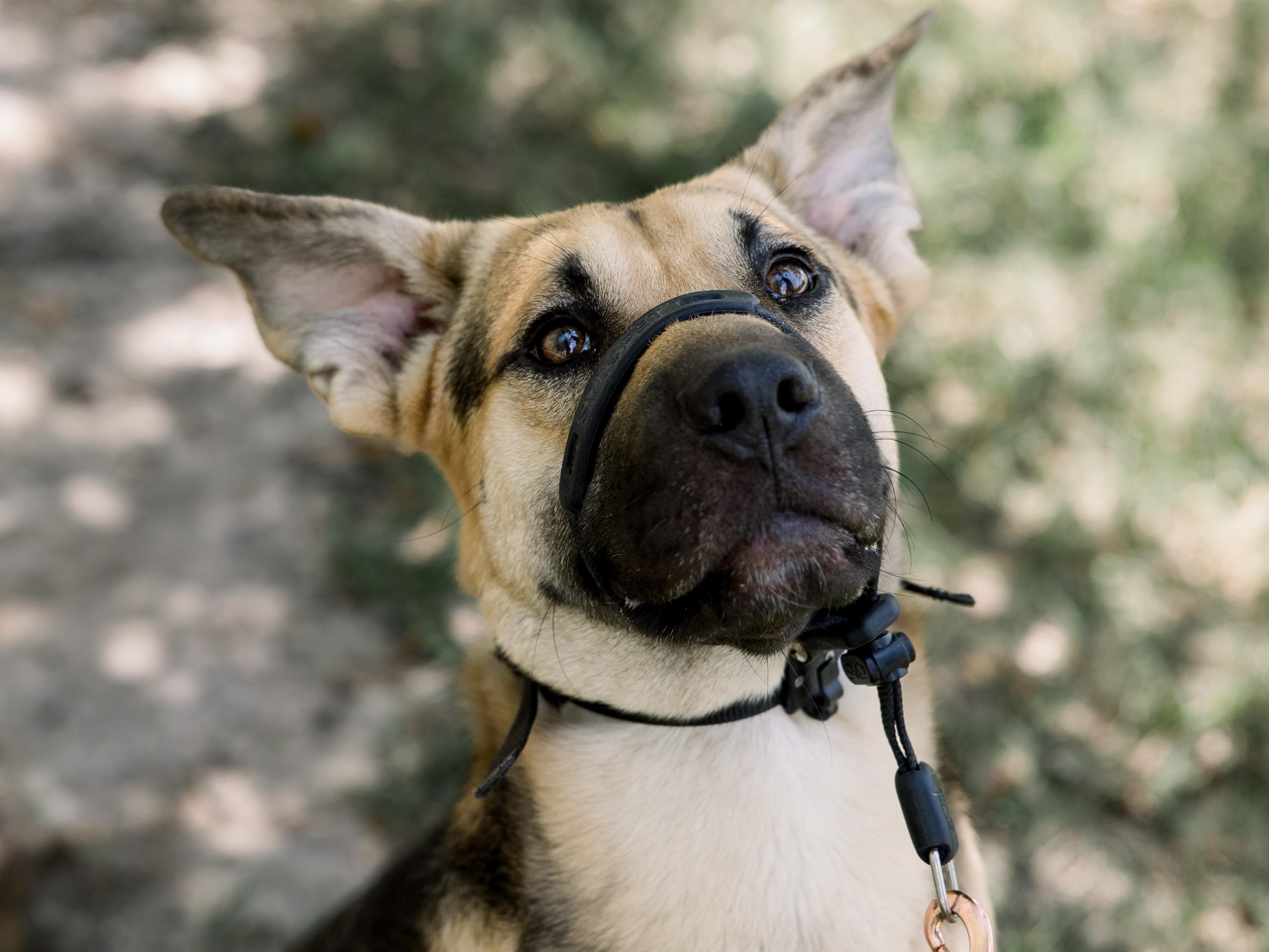 Enlarge Hammy, an adoptable mixed breed in Bryan, TX image 4/6