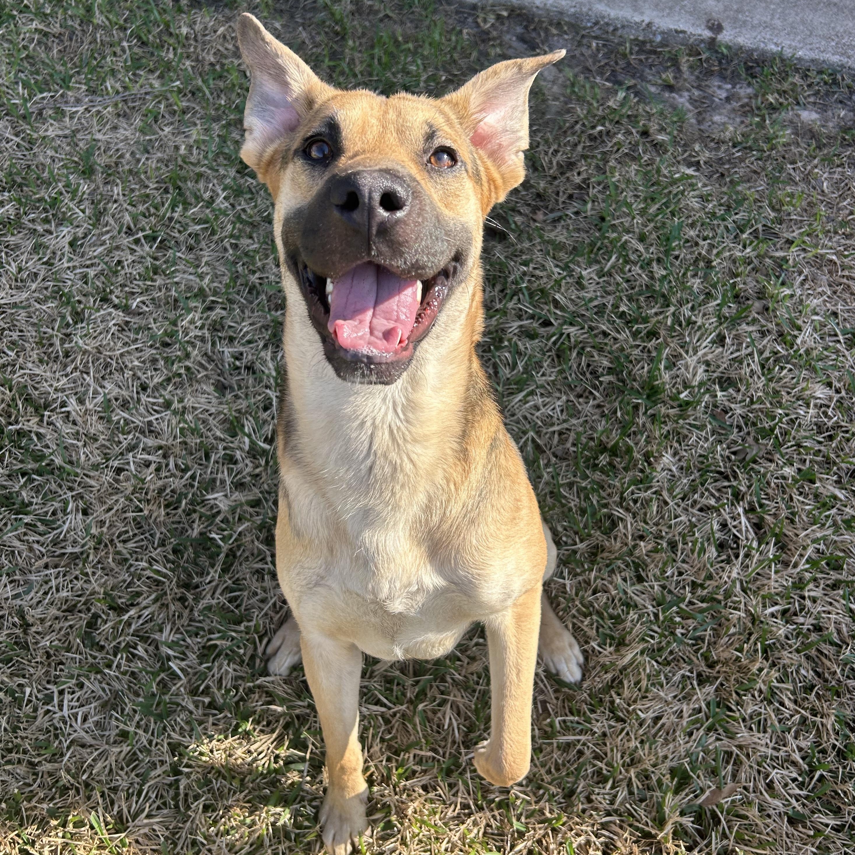 Hammy, adoptable, Young Male German Shepherd Dog.