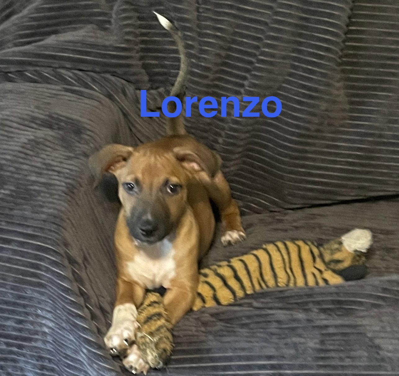 Lorenzo, Adoptable, Puppy Male Mixed Breed.
