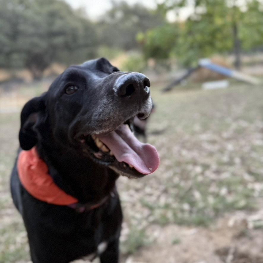 Jax photo