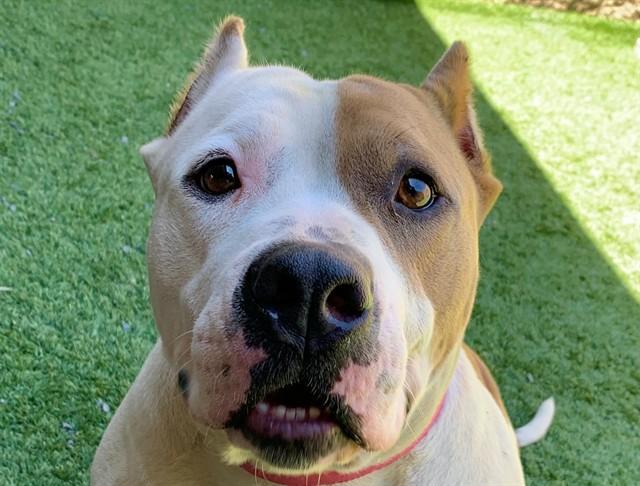 POPPI, Adoptable, Young Female Pit Bull Terrier & Mixed Breed.