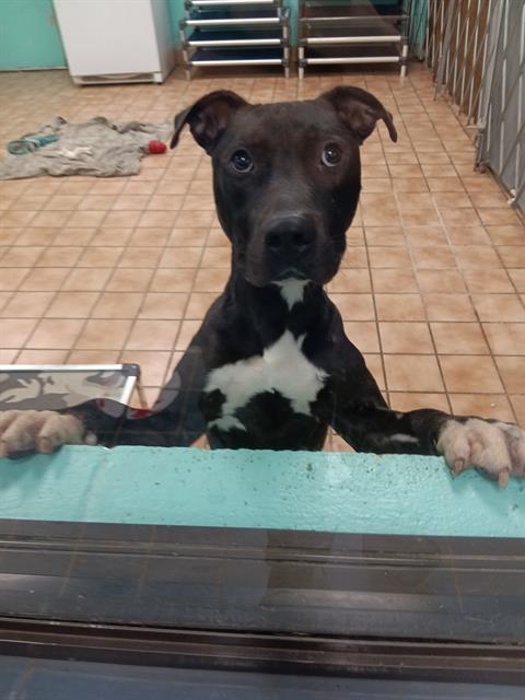 Enlarge FITZPATRICK, a Adoptable Pit Bull Terrier in Indianapolis, IN image 1/1