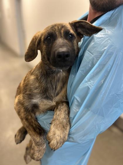 Enlarge Lava Lord, a Adoptable mixed breed in Fresno, CA image 1/1