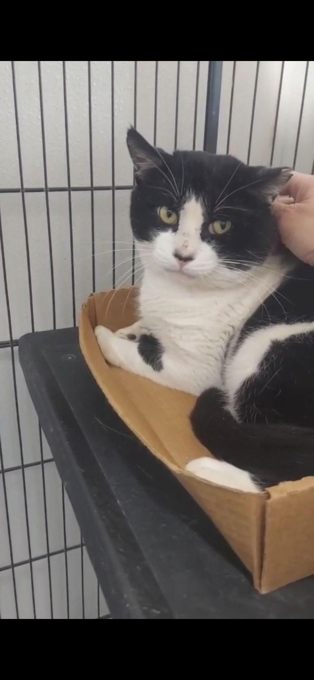 Bubba, Adoptable, Adult Male Tuxedo.