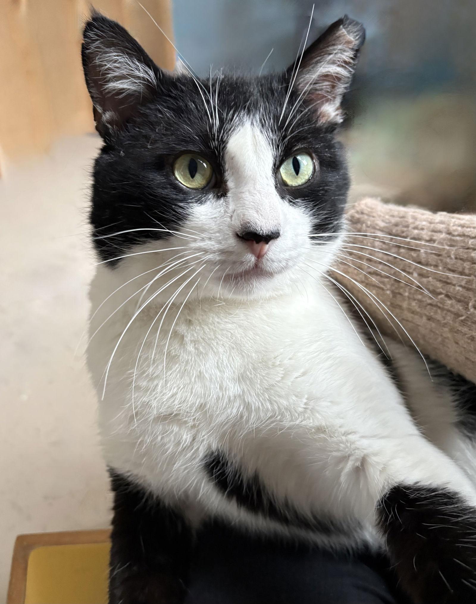 Enlarge Bubba, a Adoptable Tuxedo in Flint Hill, VA image 3/3