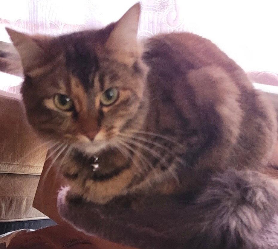 Enlarge Misty, a Adoptable Domestic Medium Hair in Council Bluffs, IA image 1/1