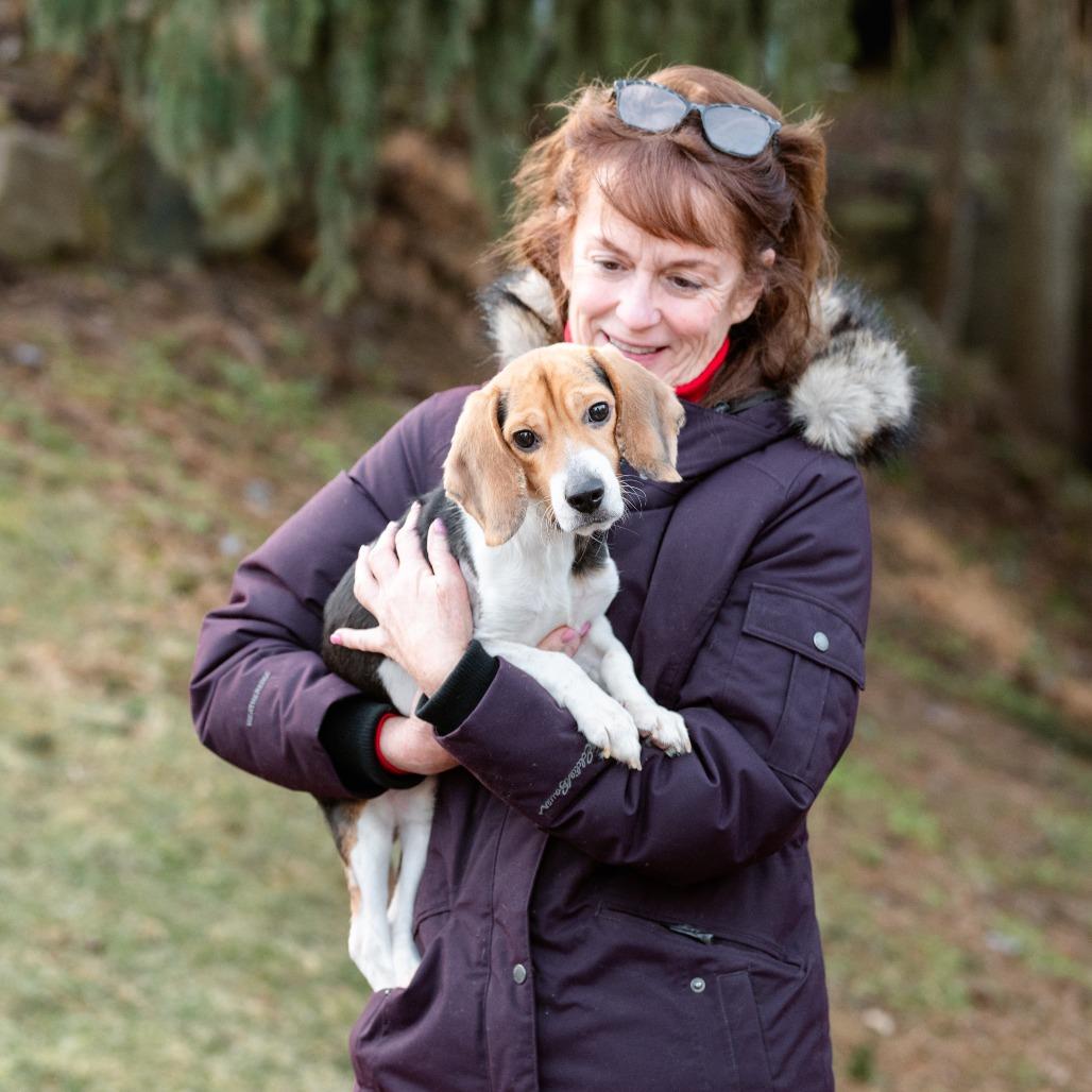 King Moe, adopted, Young Male Beagle.