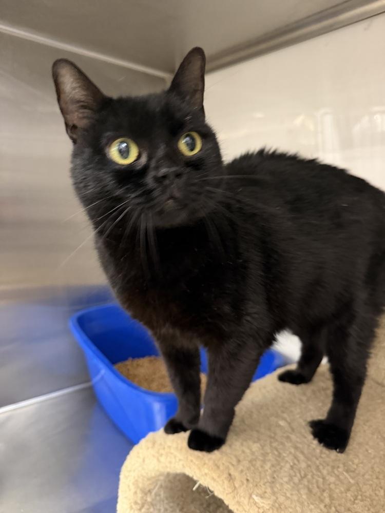BooBoo, Adoptable, Adult Female Domestic Short Hair.