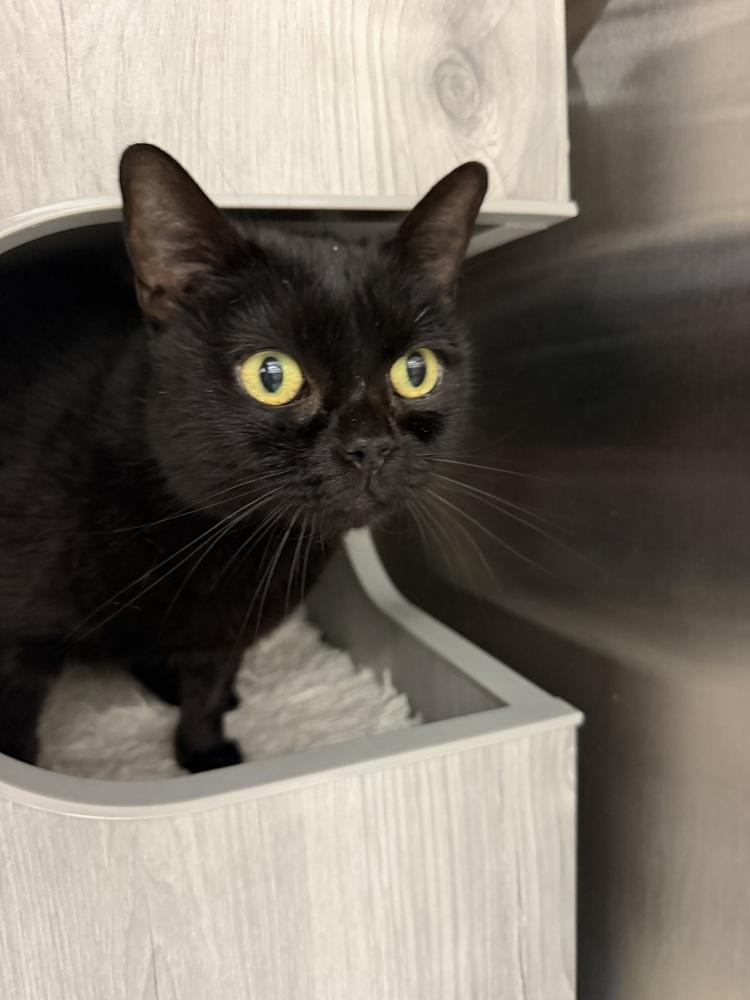 Enlarge BooBoo, a Adoptable Domestic Short Hair in Orlando, FL image 2/6