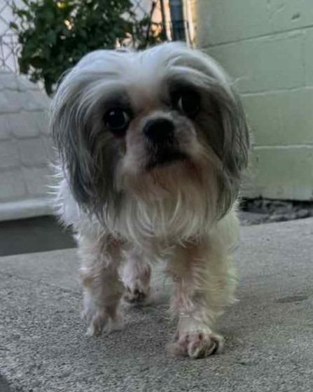 Enlarge Glimmer, a Adopted mixed breed in Warren, MI image 1/6