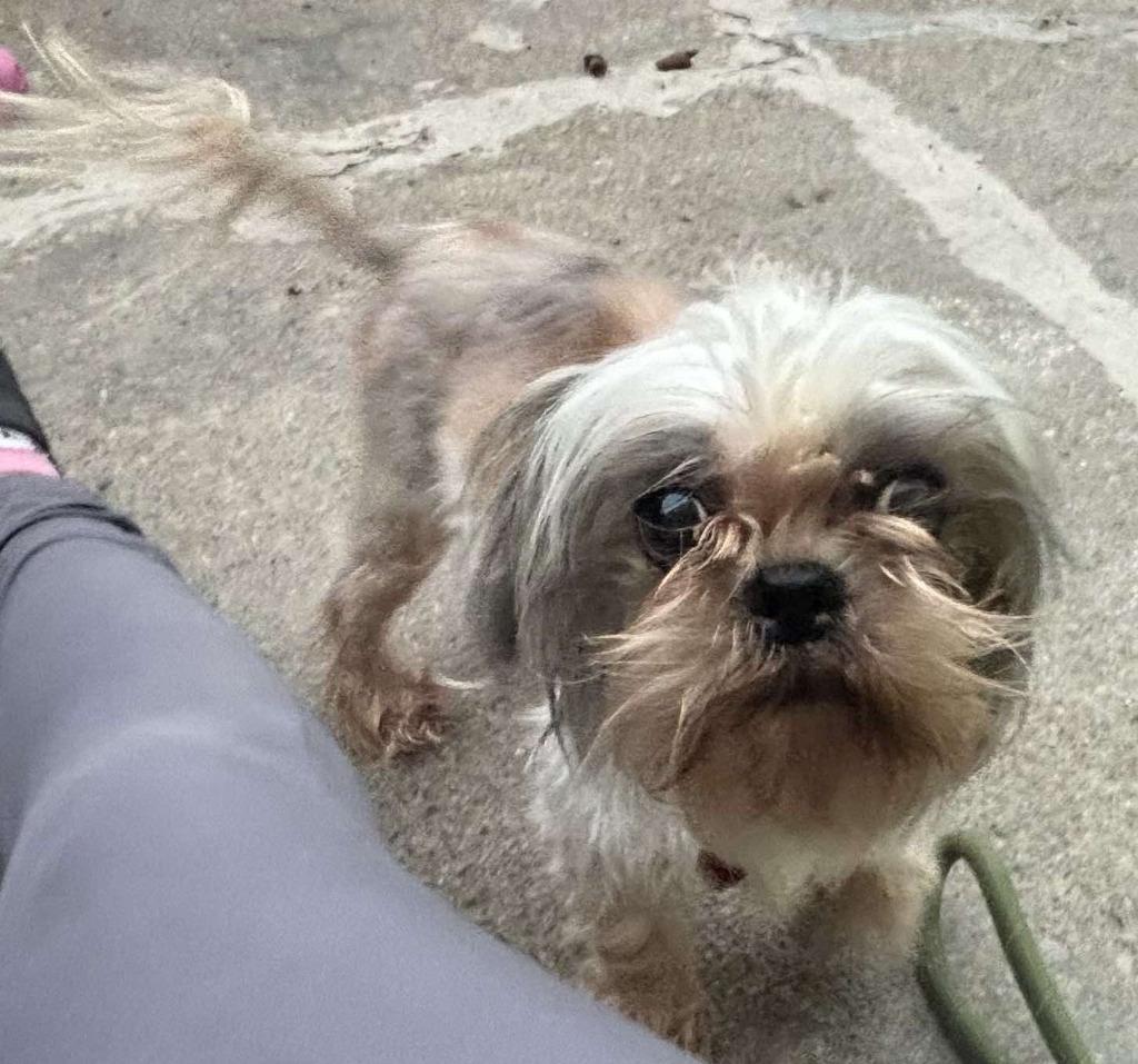 Glimmer, Adoptable, Adult Female Shih Tzu & Mixed Breed.