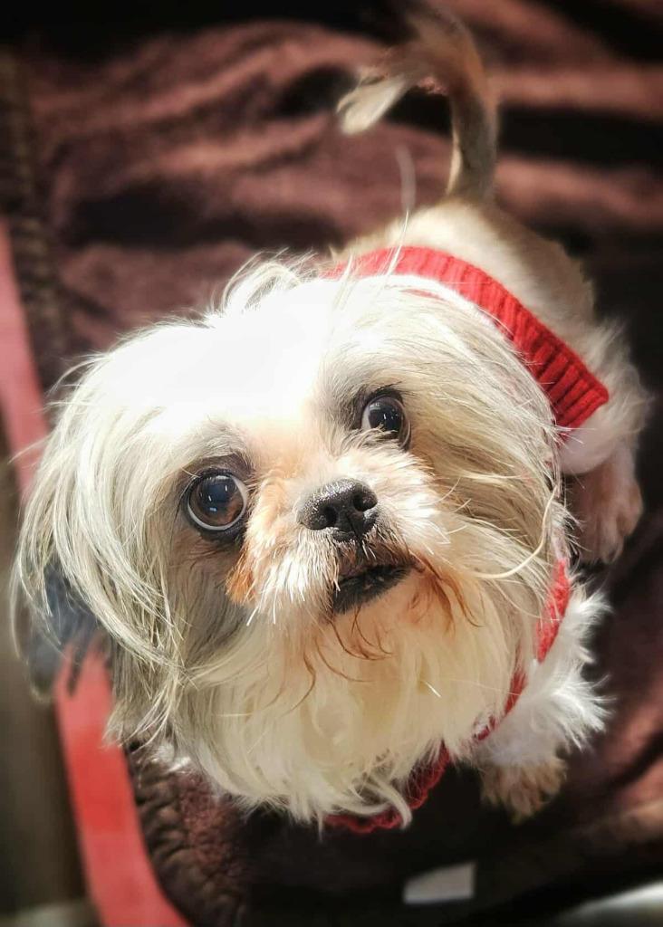 Glimmer, Adoptable, Adult Female Shih Tzu & Mixed Breed.