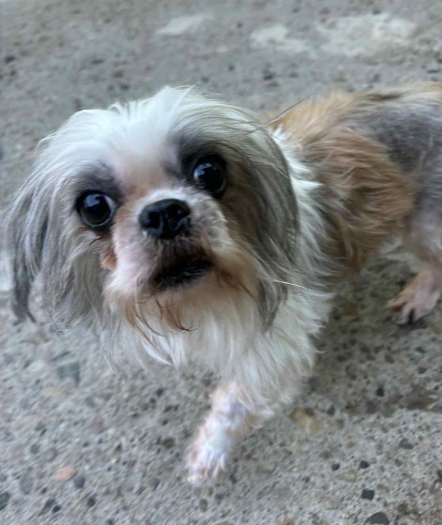 Glimmer, a Adoptable mixed breed in Warren, MI image 4/6