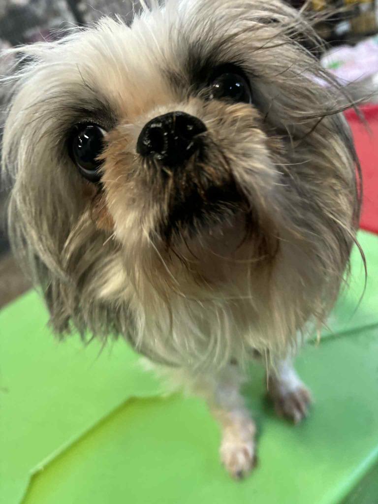 Glimmer, a Adoptable mixed breed in Warren, MI image 5/6